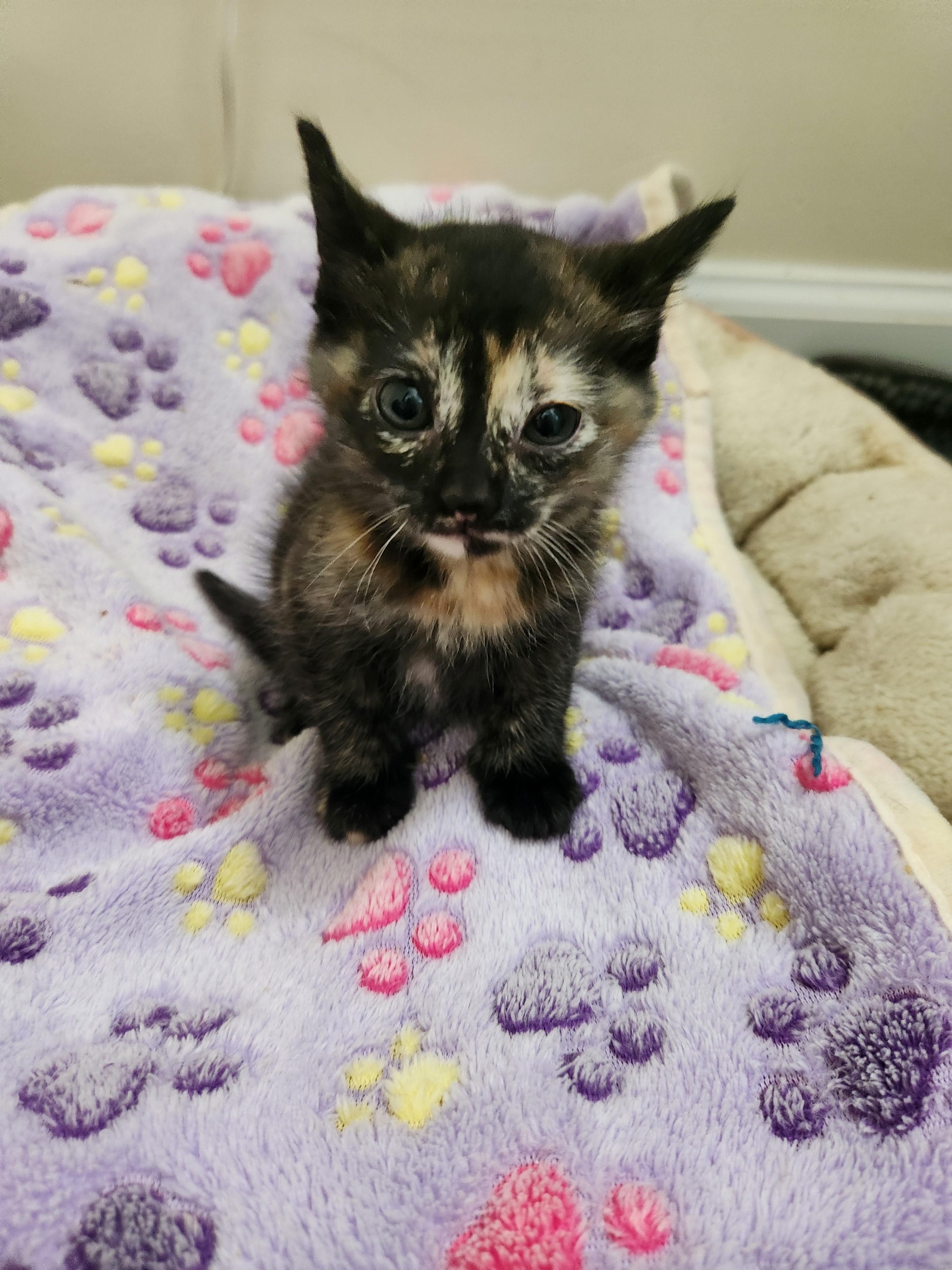 Coming Soon-Malbec-Adventurous & Snuggly, a Adoptable Tortoiseshell in Laurel, MD image 3/5