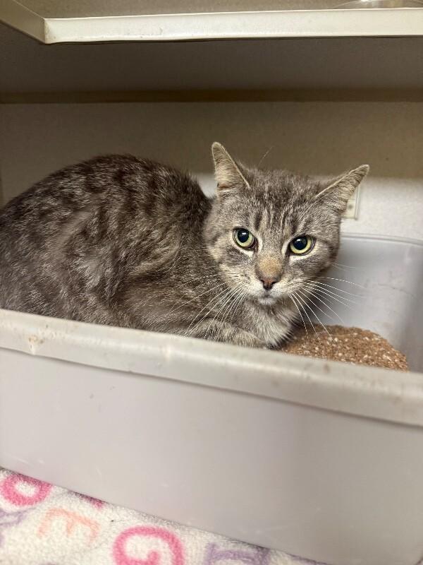 Enlarge Concrete Dave, a Adoptable mixed breed in Osseo, MI image 1/1