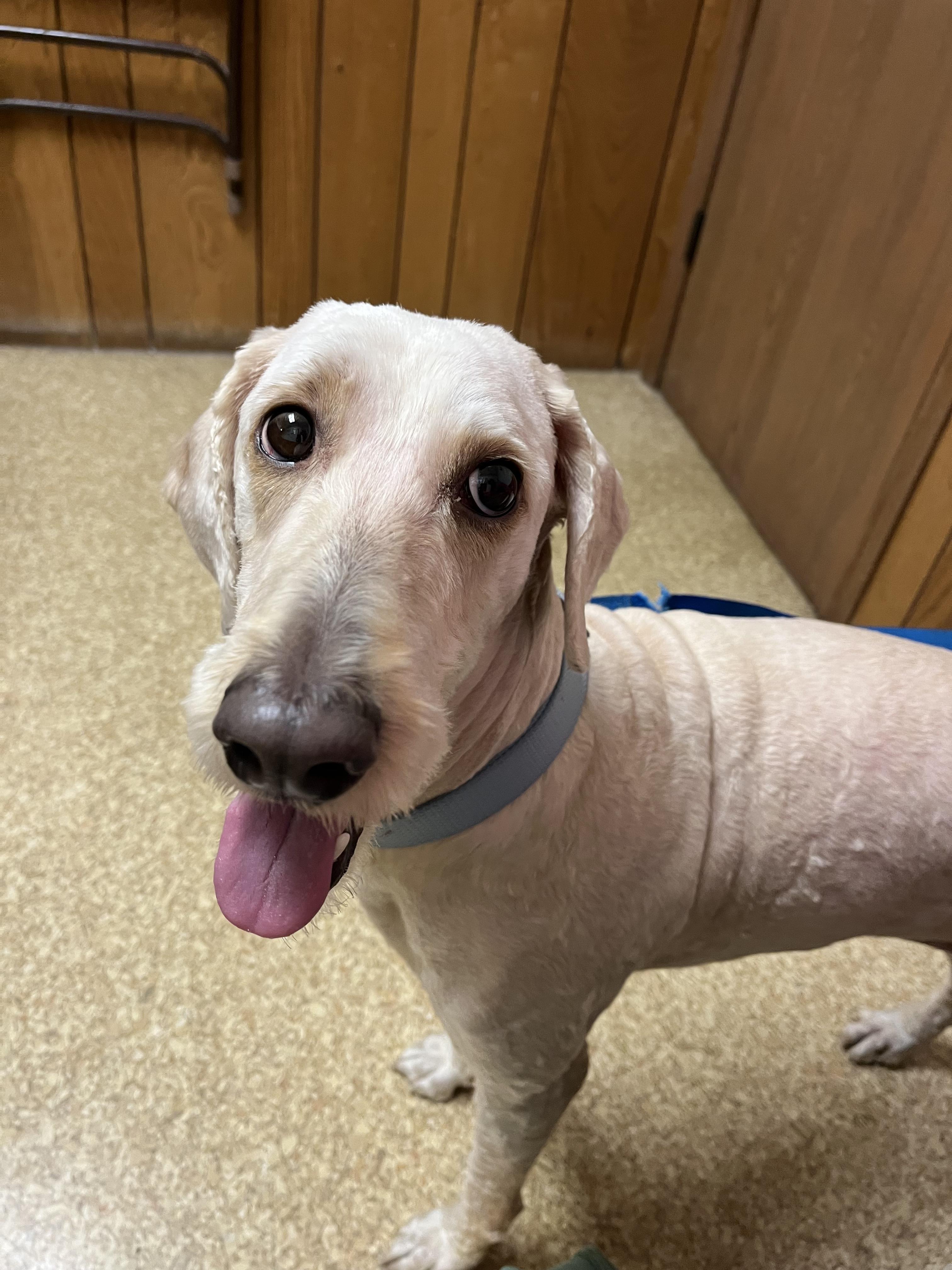 Enlarge Lexi Springfield , a Adoptable Goldendoodle in Springfield , IL image 4/4