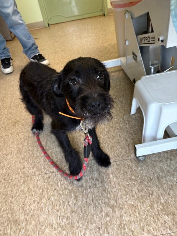 Enlarge Gradi, a Adoptable mixed breed in Warren, PA image 1/3