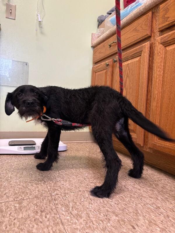 Enlarge Gradi, a Adoptable mixed breed in Warren, PA image 2/3