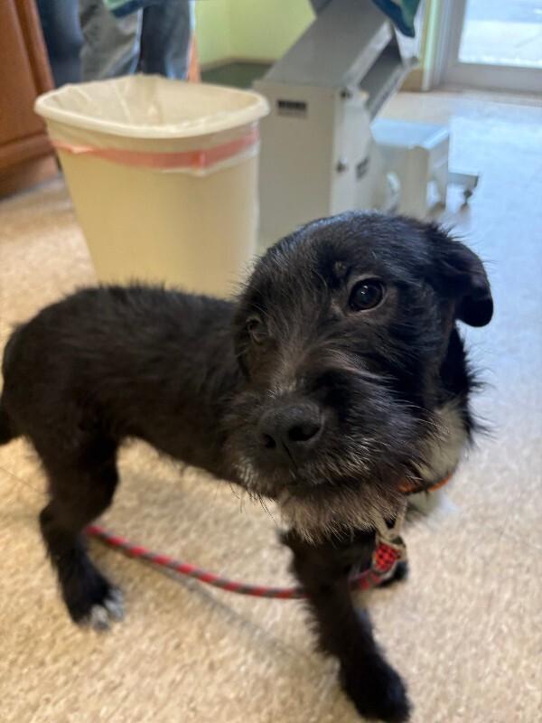 Enlarge Gradi, a Adoptable mixed breed in Warren, PA image 3/3