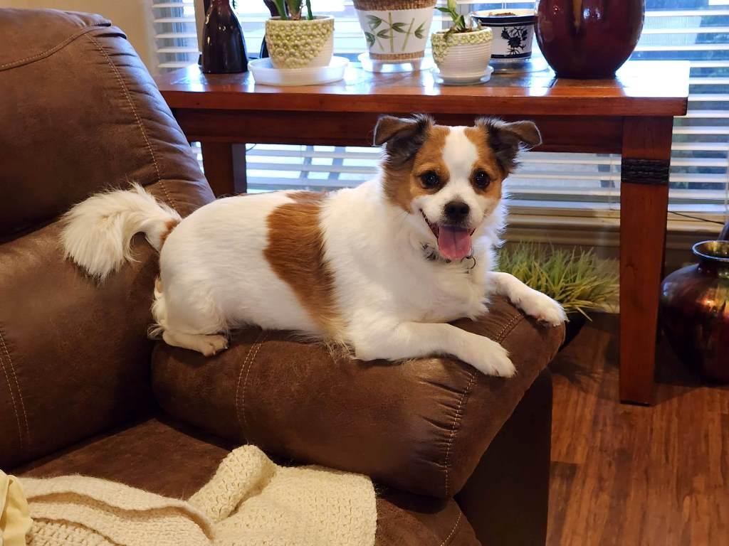 Enlarge Sweet Sheba, an adopted mixed breed in Metairie, LA image 4/4