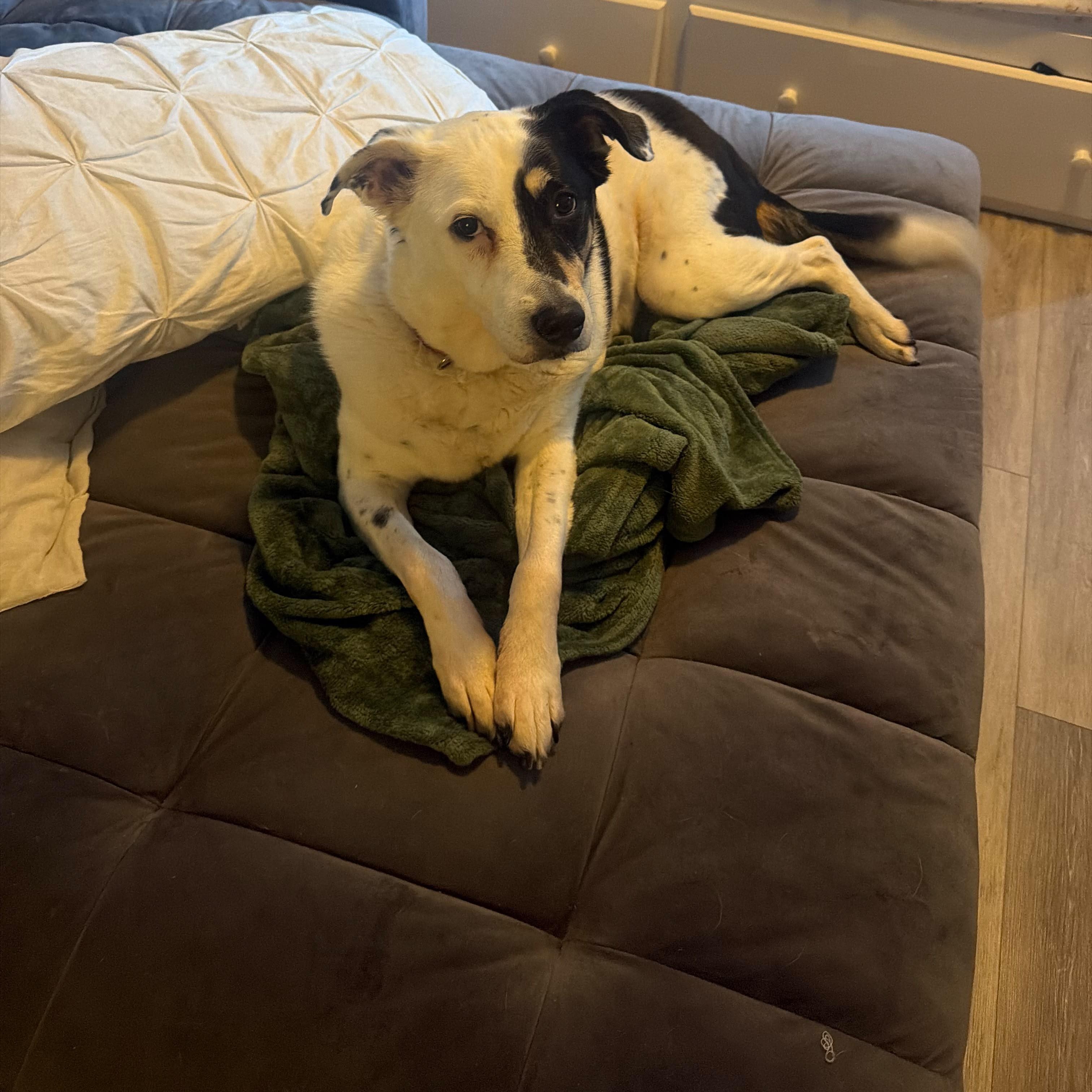 Gina, a ADOPTABLE Border Terrier in New York, NY image 6/6