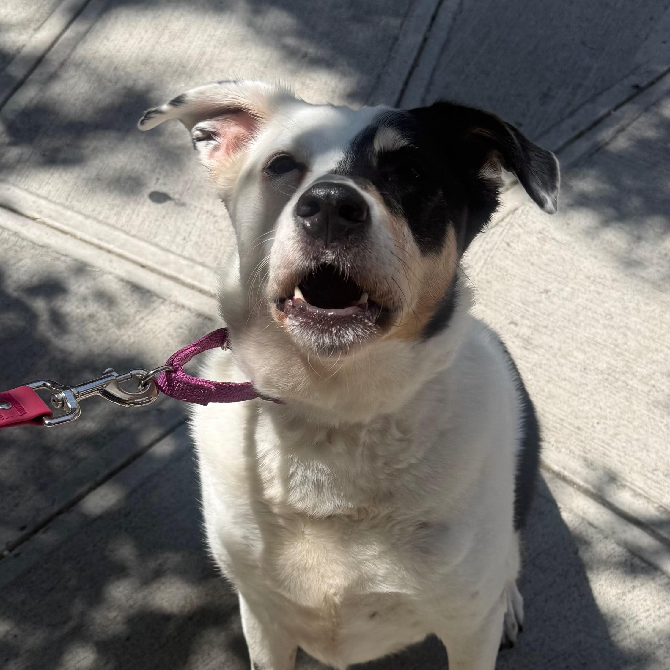 Gina, a ADOPTABLE Border Terrier in New York, NY image 5/6