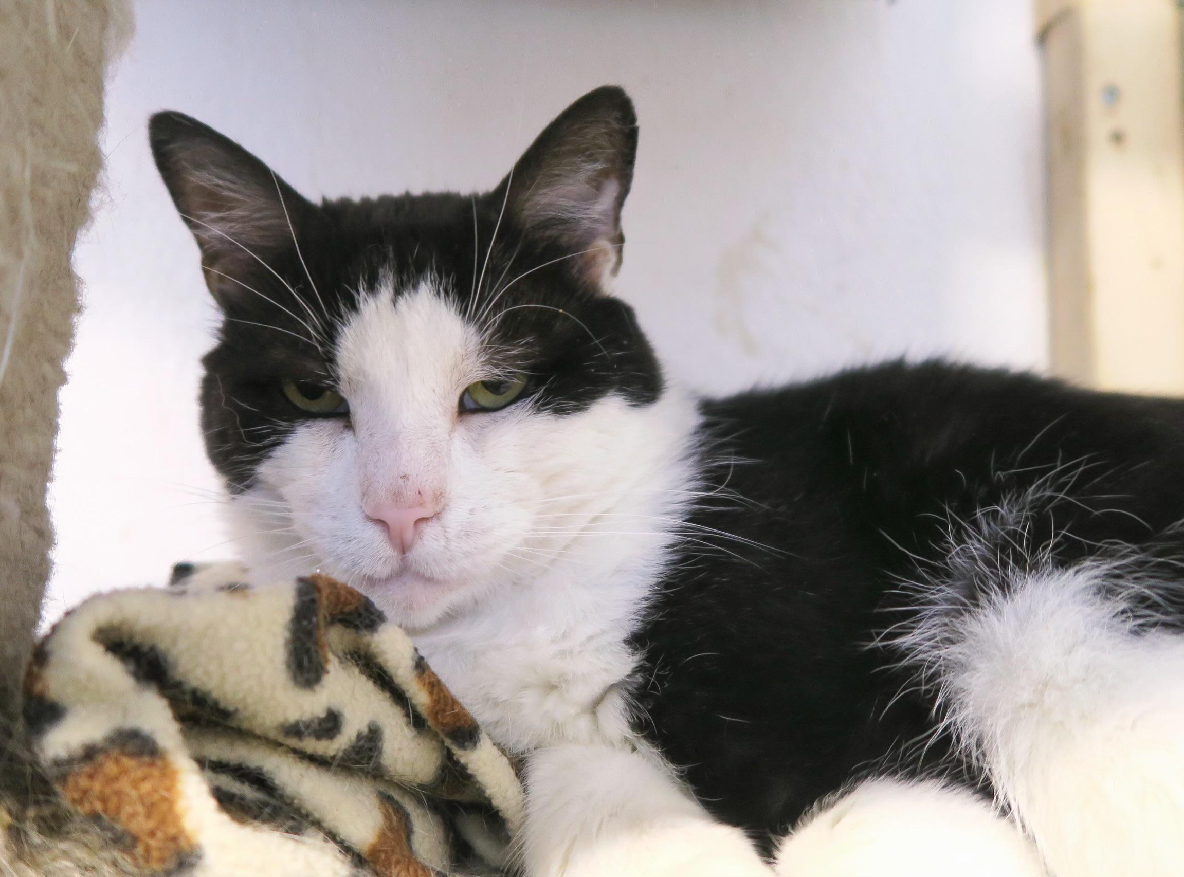 Enlarge Cloud, a ADOPTABLE Domestic Short Hair in Toronto, ON image 2/6