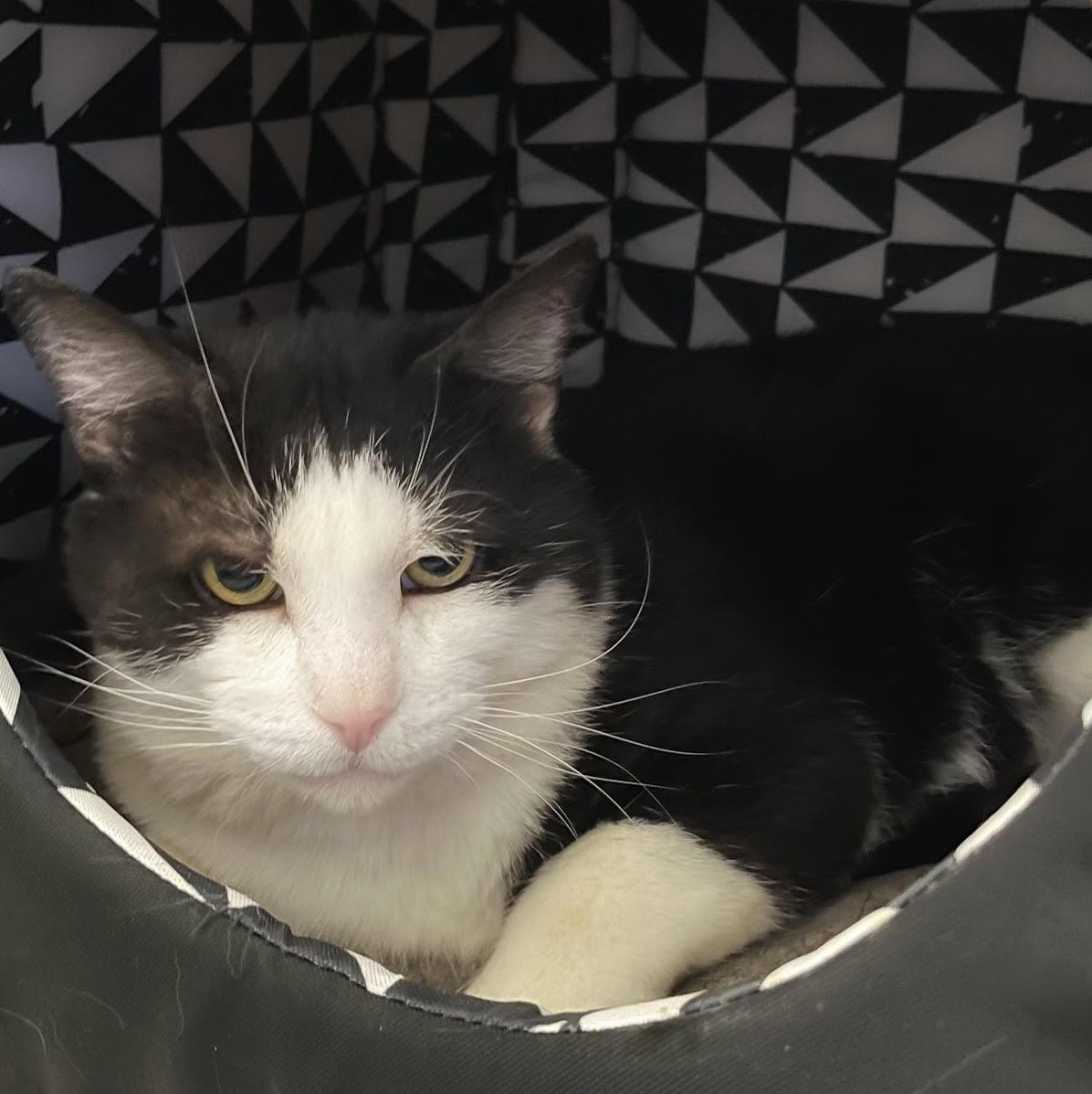 Enlarge Cloud, a ADOPTABLE Domestic Short Hair in Toronto, ON image 3/6