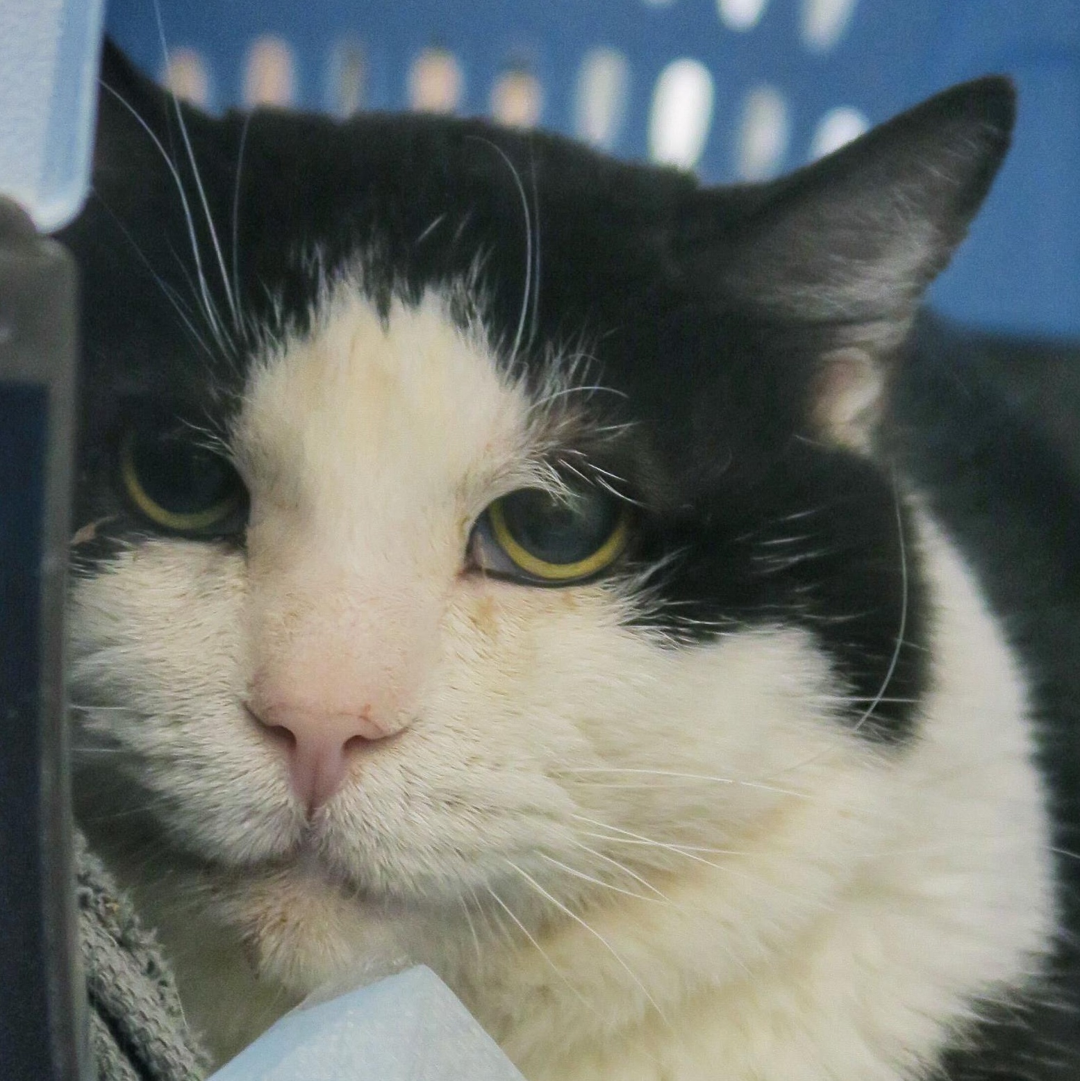 Enlarge Cloud, a ADOPTABLE Domestic Short Hair in Toronto, ON image 4/6