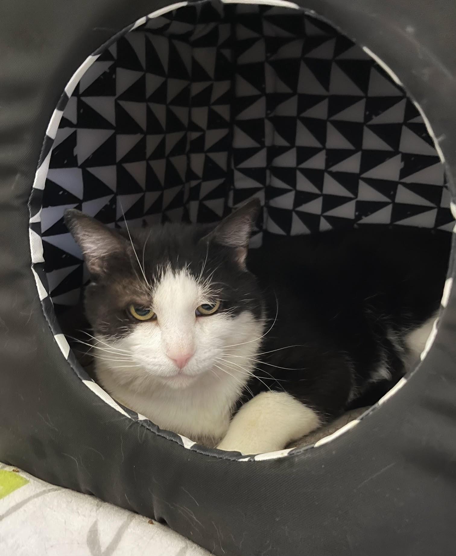 Enlarge Cloud, a ADOPTABLE Domestic Short Hair in Toronto, ON image 6/6