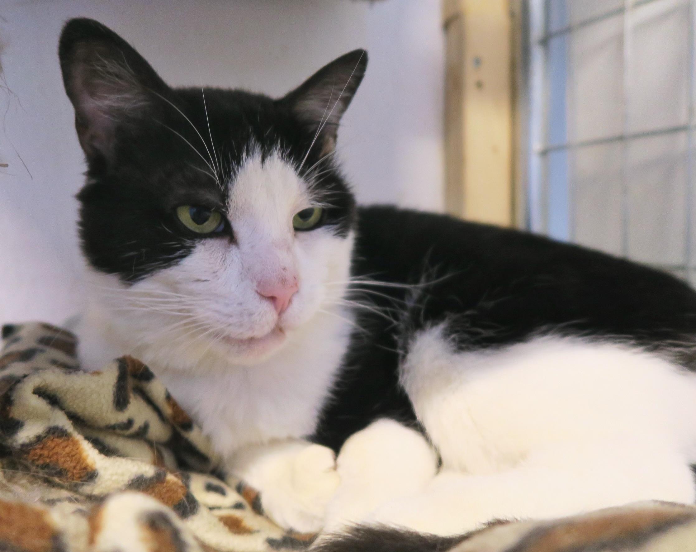 Enlarge Cloud, a ADOPTABLE Domestic Short Hair in Toronto, ON image 1/6