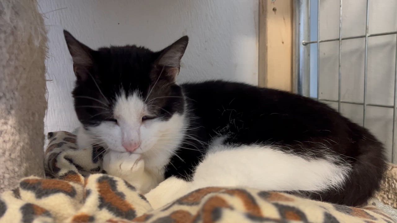 Enlarge Cloud, a ADOPTABLE Domestic Short Hair in Toronto, ON video 5/6