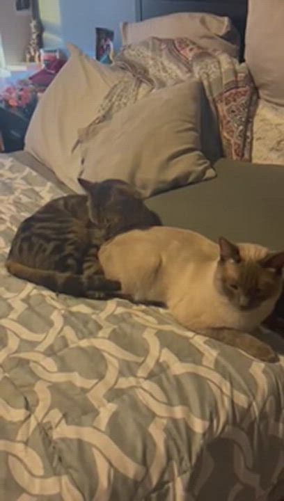 Enlarge Monty, a Adopted mixed breed in Tucson, AZ video 4/7