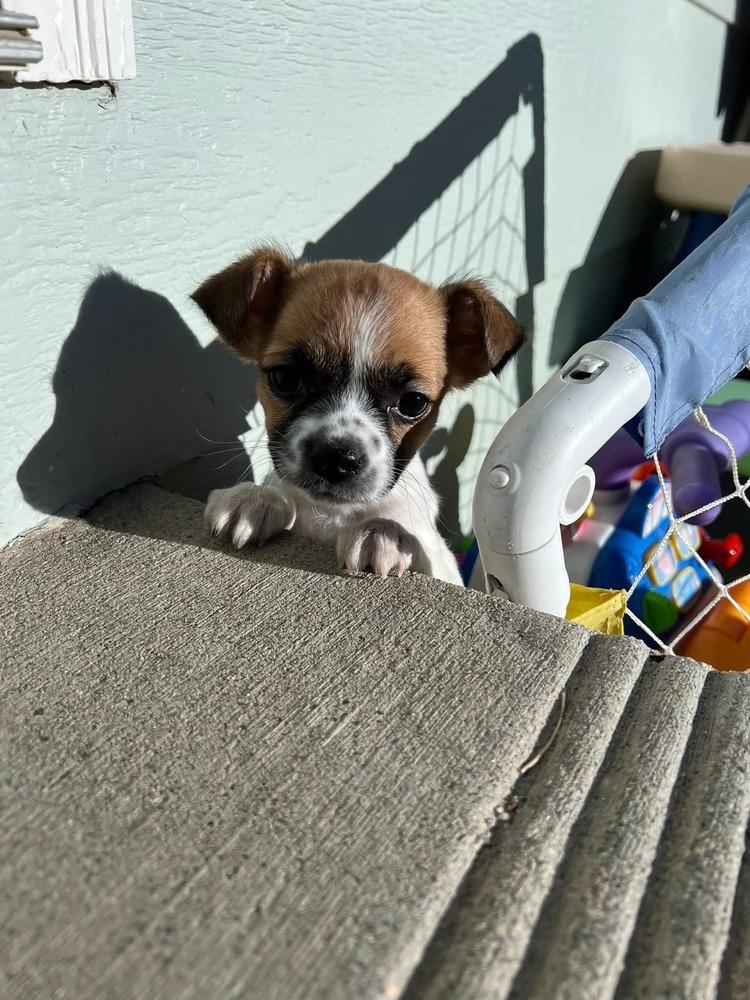 Bo, Adoptable, Puppy Male Shih Tzu & Chihuahua.