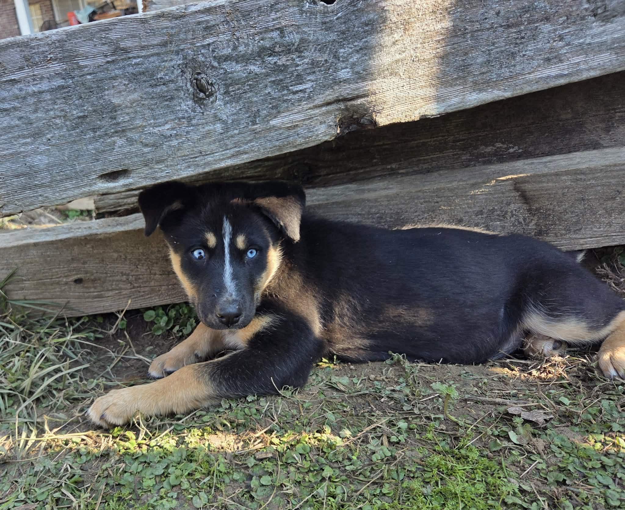 Orion, a Adoptable mixed breed in Chepachet, RI image 1/5