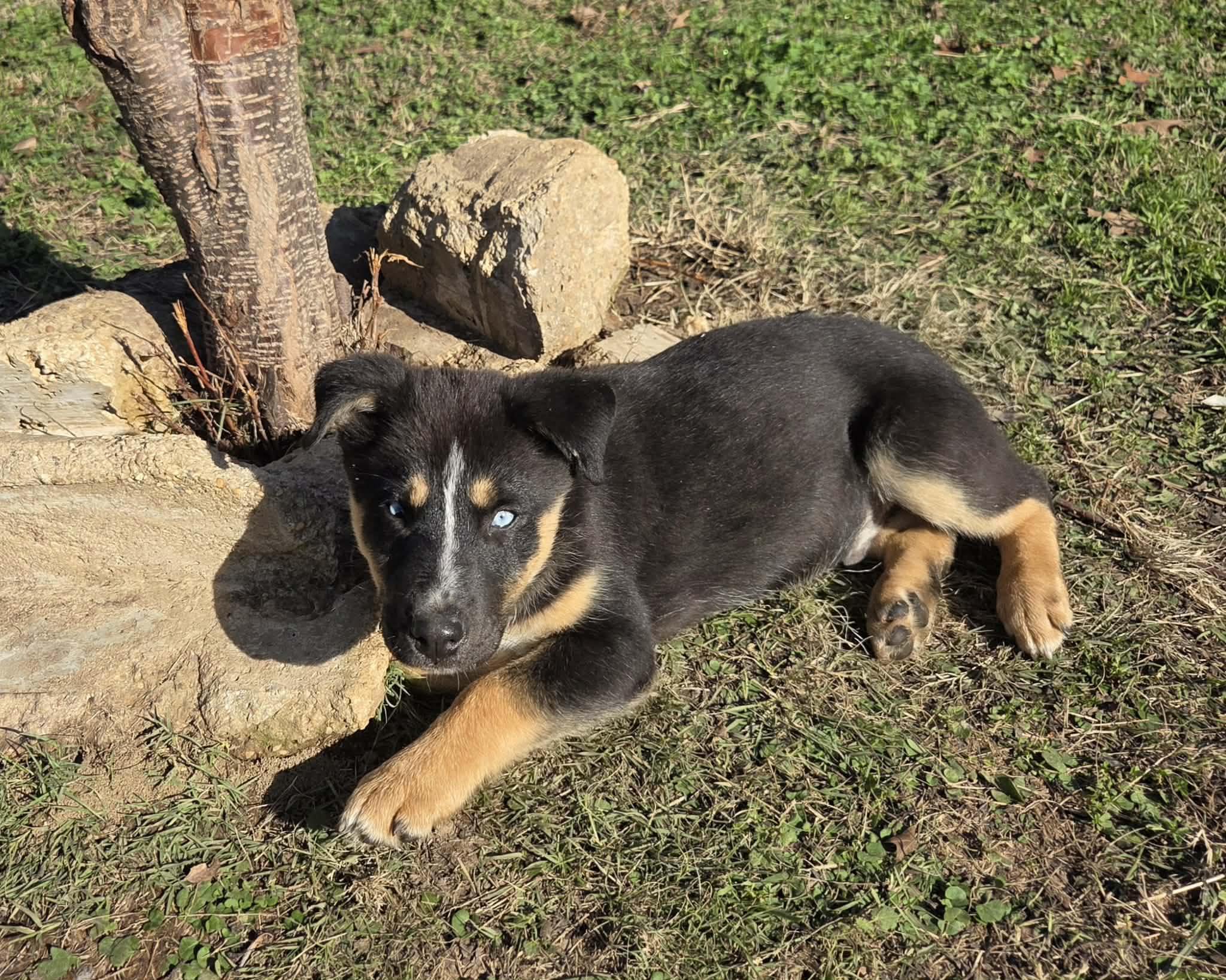 Orion, Adoptable, Puppy Male German Shepherd Dog & Husky.