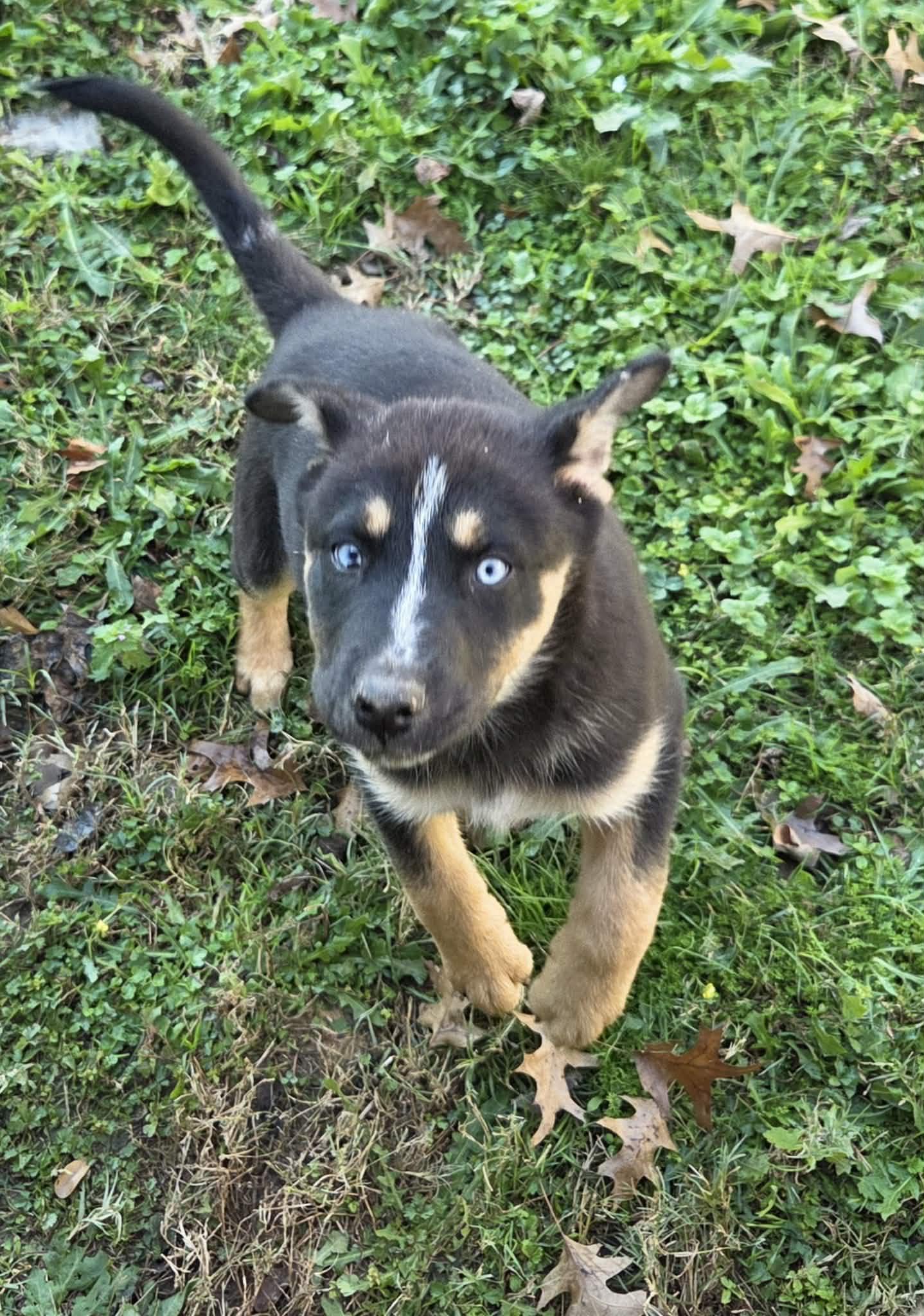 Orion, a Adoptable mixed breed in Chepachet, RI image 3/5