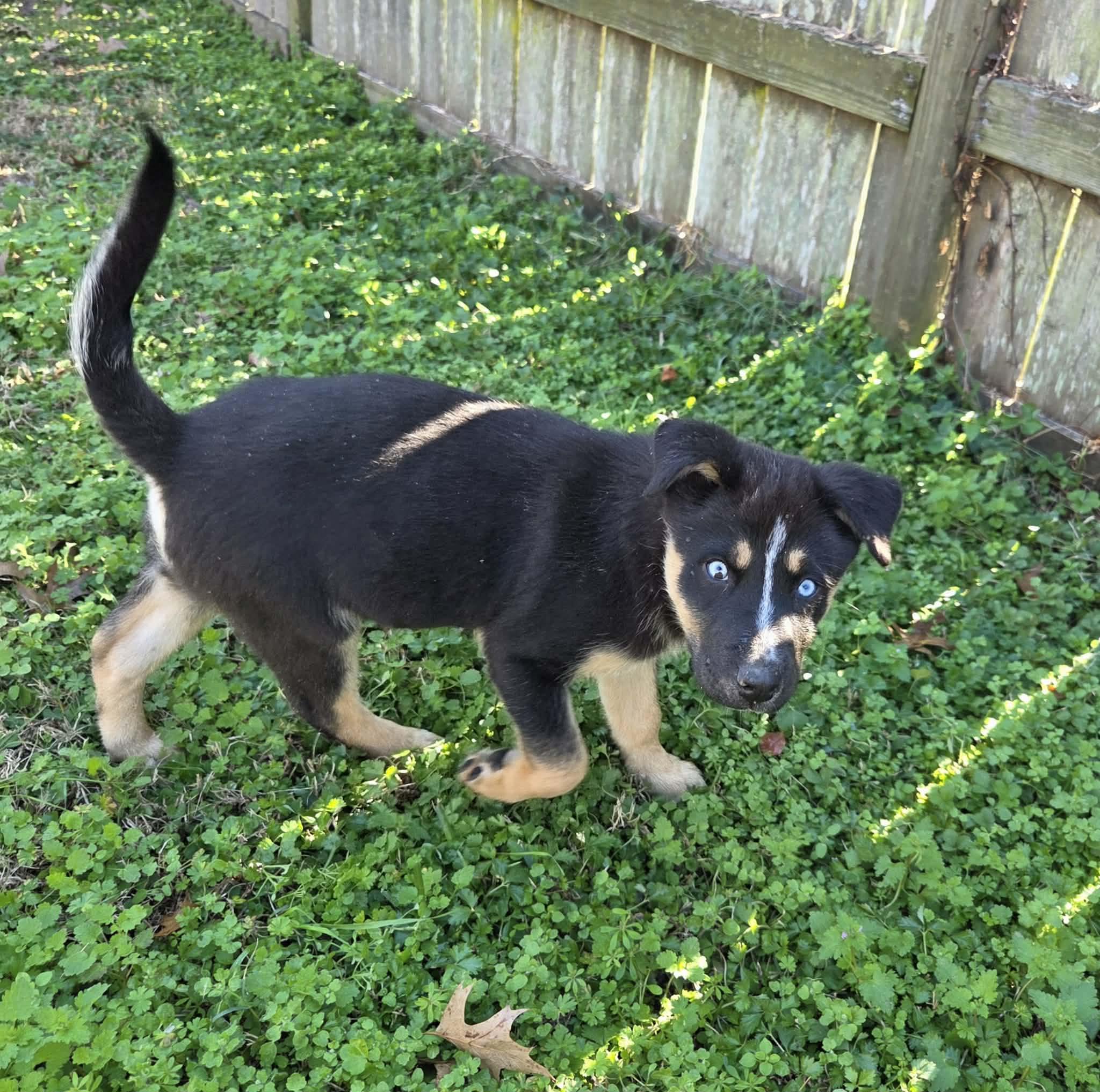 Orion, a Adoptable mixed breed in Chepachet, RI image 5/5