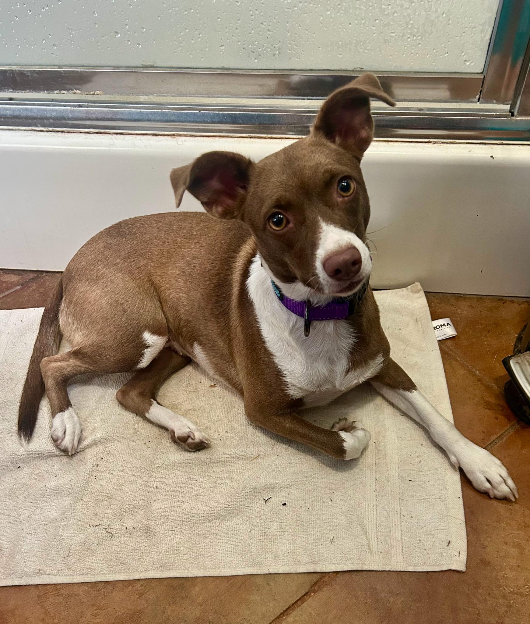 Josie, adoptable, Adult Female Feist.