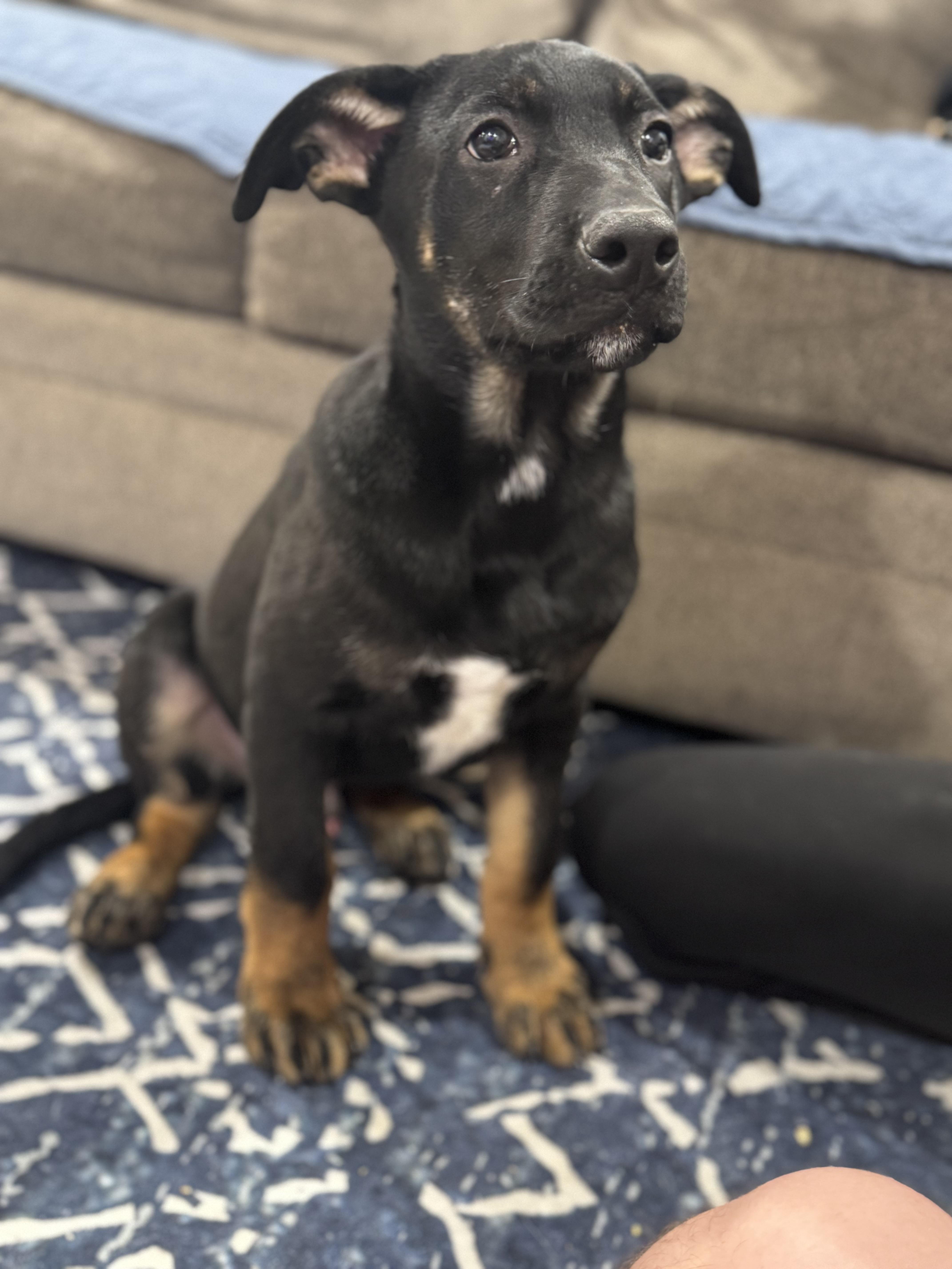 Enlarge Bull, an adopted mixed breed in New Rochelle, NY image 2/3