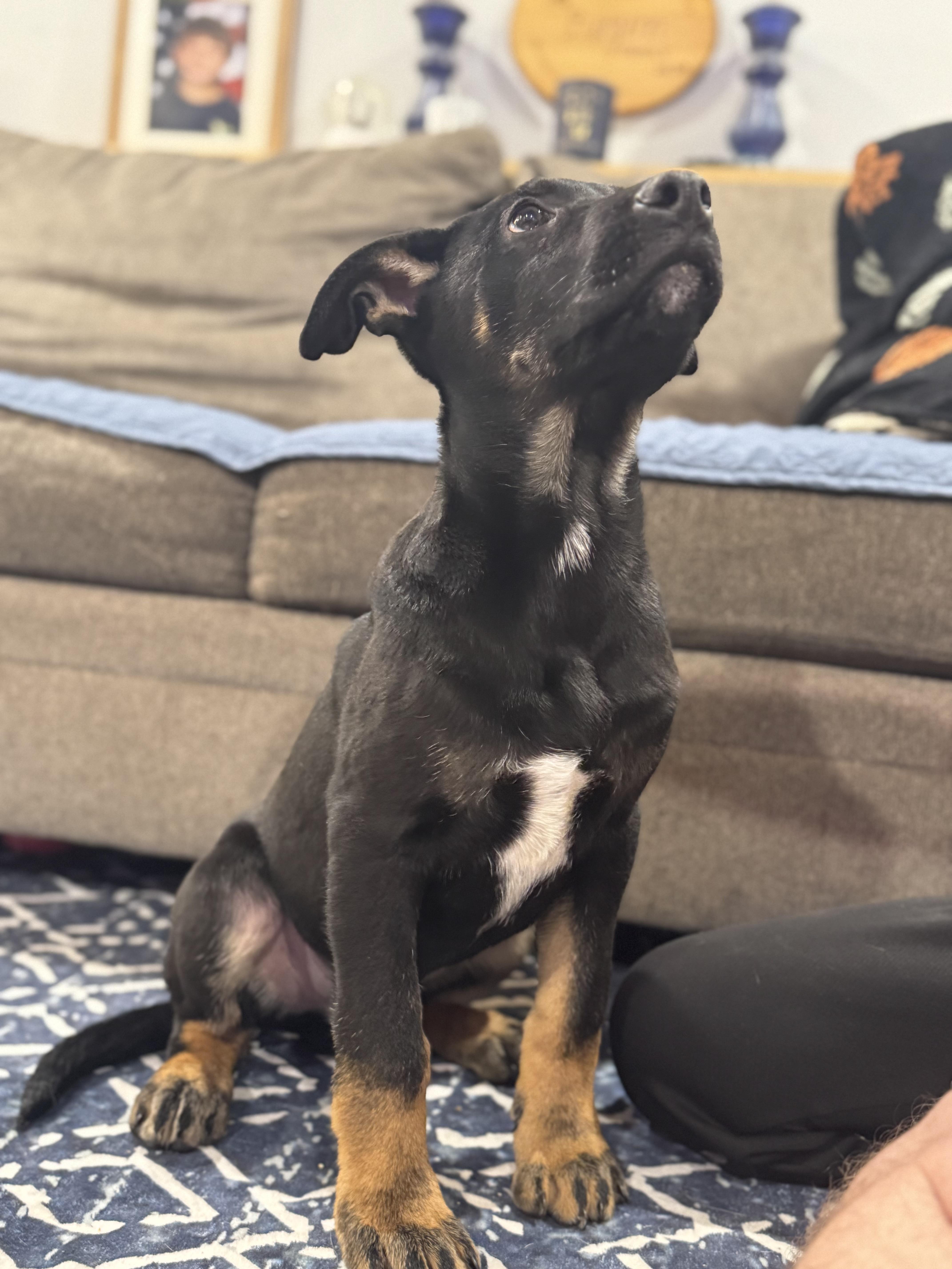 Enlarge Bull, an adopted mixed breed in New Rochelle, NY image 3/3