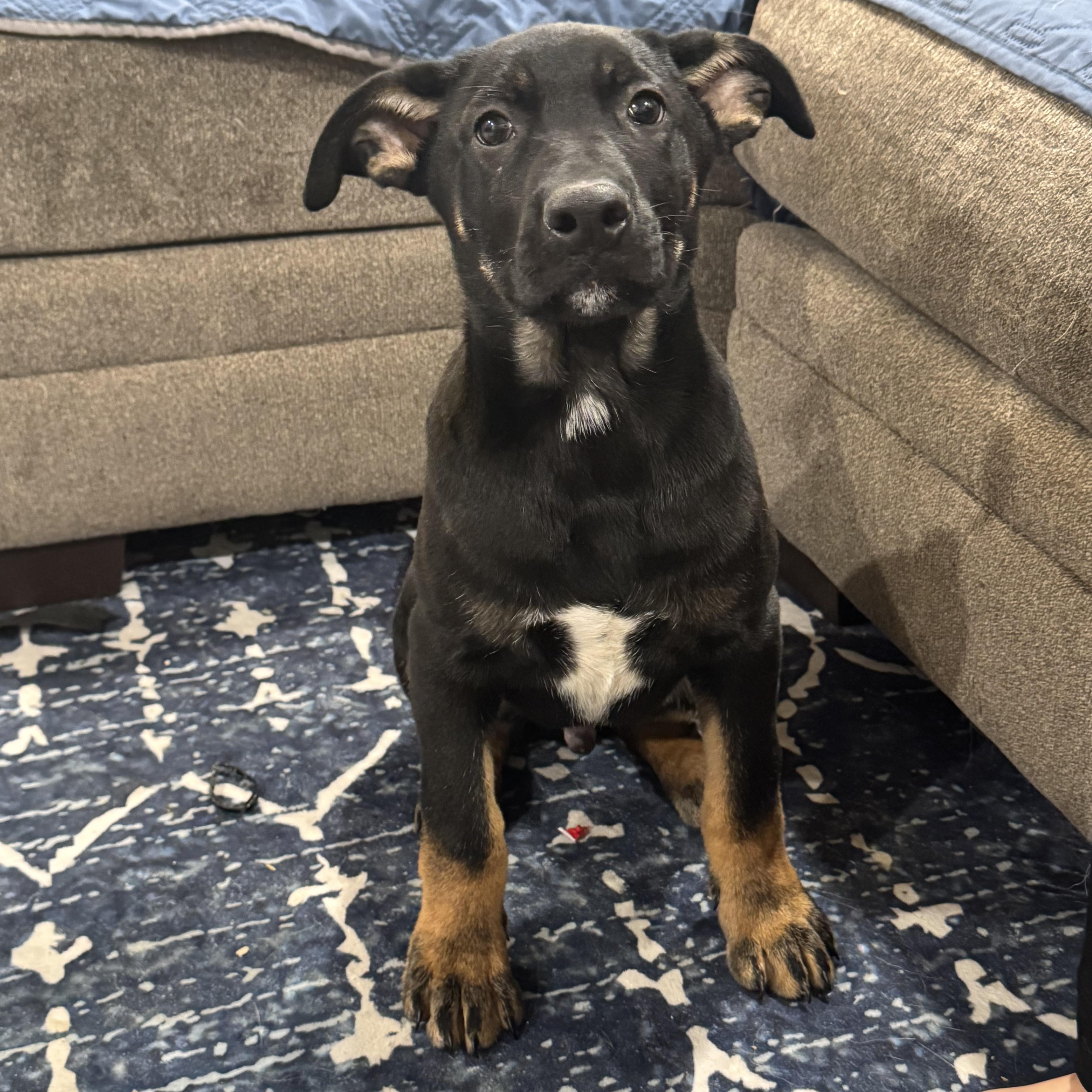 Bull, adopted, Puppy Male German Shepherd Dog.