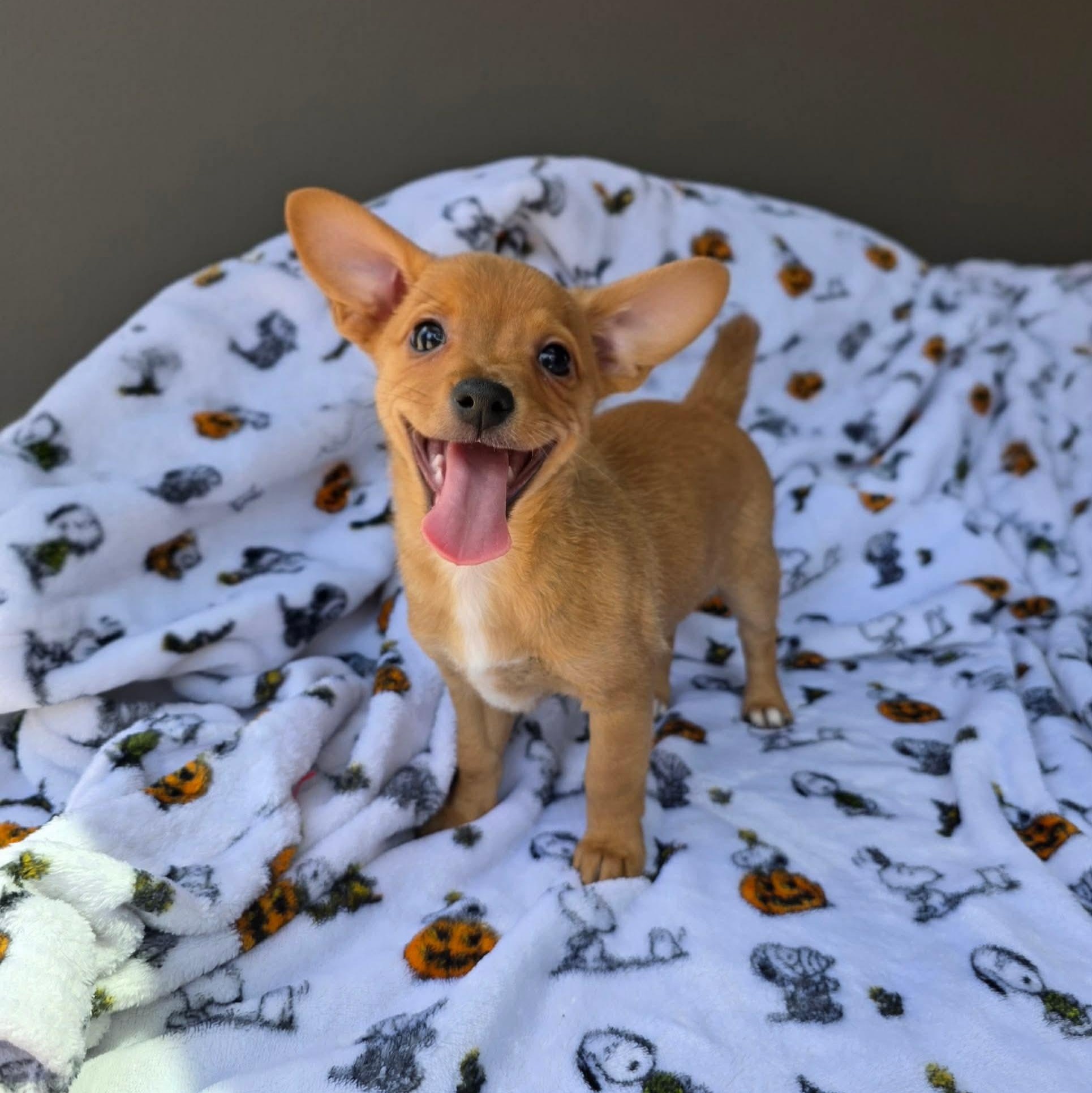 Chip, adopted, Puppy Male Chihuahua.