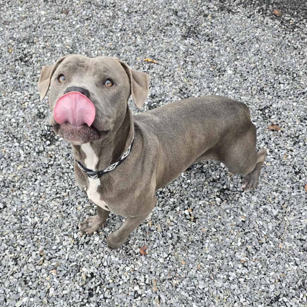 Quinny, Adoptable, Young Female Pit Bull Terrier.