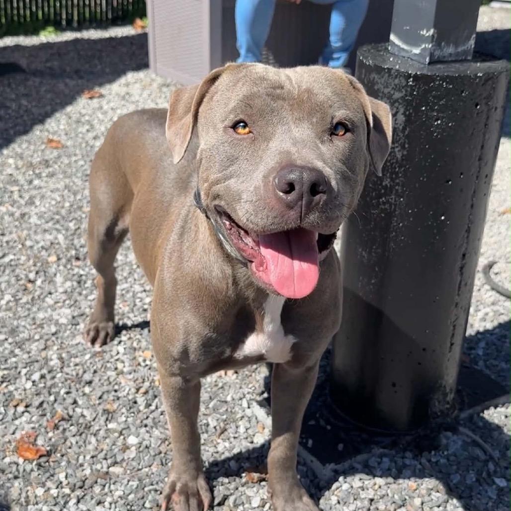 Enlarge Quinny, a Adoptable Pit Bull Terrier in Walnut Cove, NC image 2/6