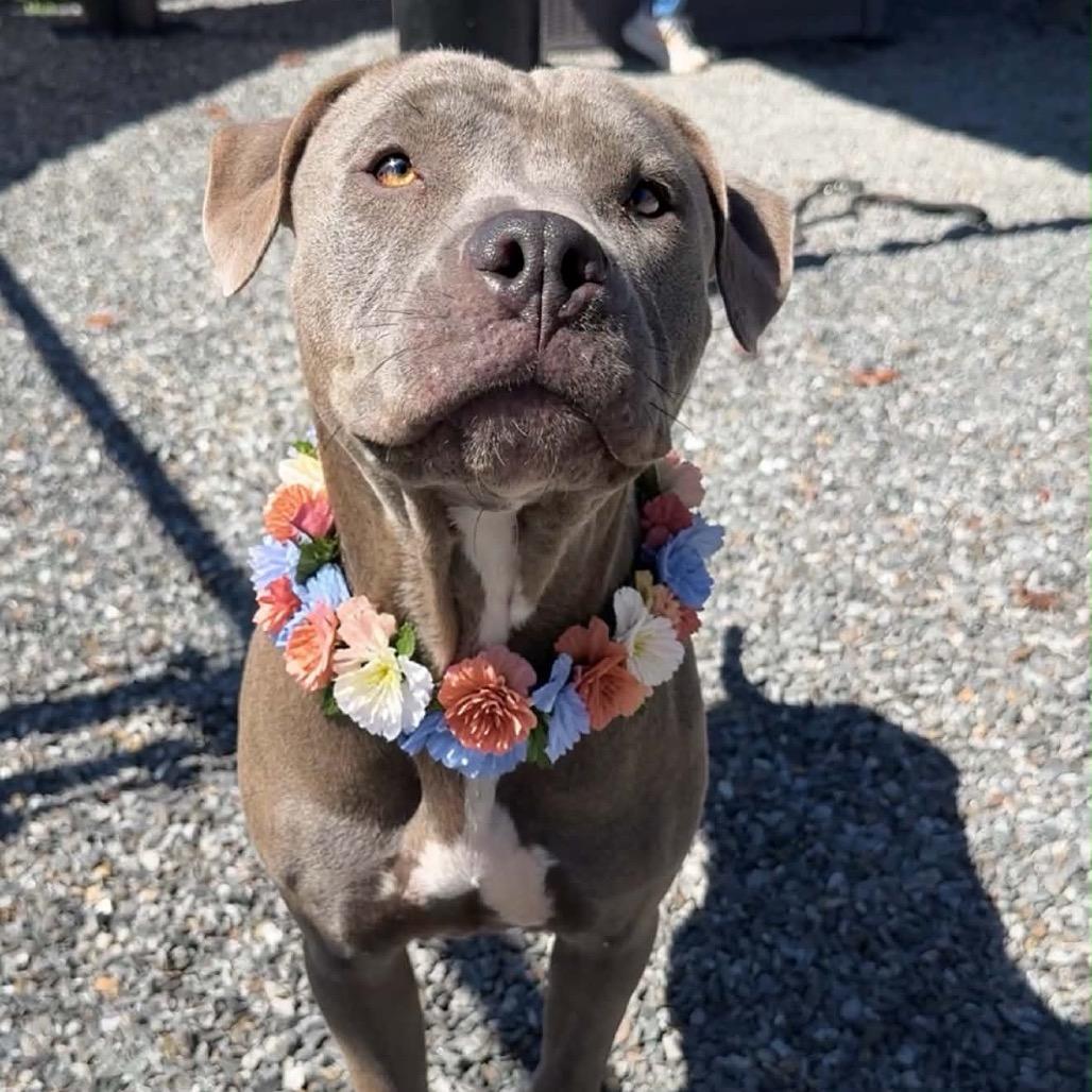 Enlarge Quinny, a Adoptable Pit Bull Terrier in Walnut Cove, NC image 3/6