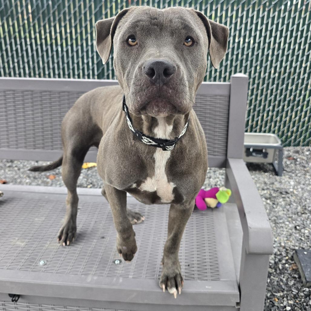 Enlarge Quinny, a Adoptable Pit Bull Terrier in Walnut Cove, NC image 4/6