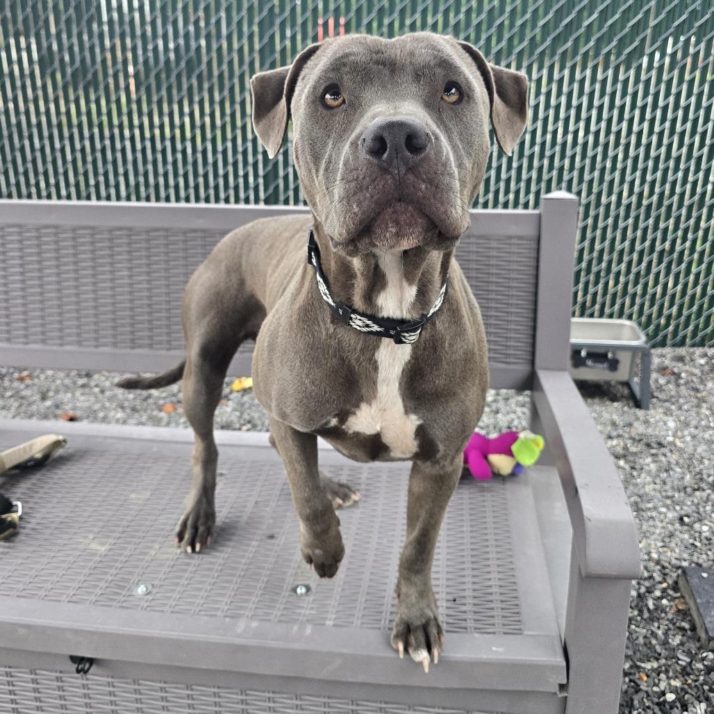 Enlarge Quinny, a Adoptable Pit Bull Terrier in Walnut Cove, NC image 5/6