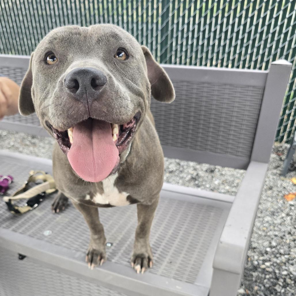 Enlarge Quinny, a Adoptable Pit Bull Terrier in Walnut Cove, NC image 6/6