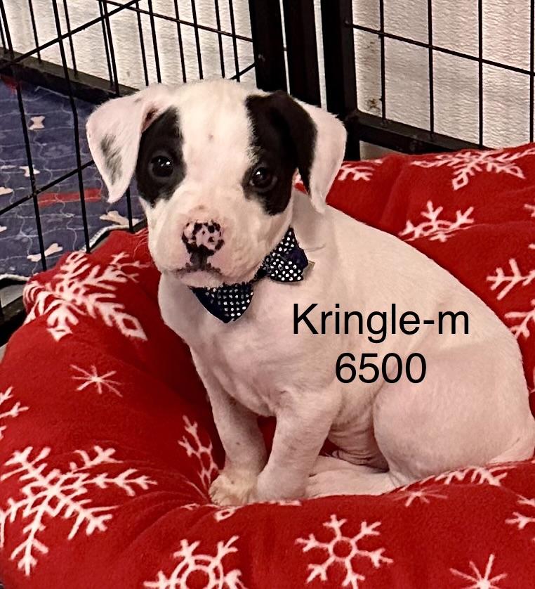 Enlarge Kringle , a ADOPTABLE American Staffordshire Terrier in Hop Bottom, PA image 1/1