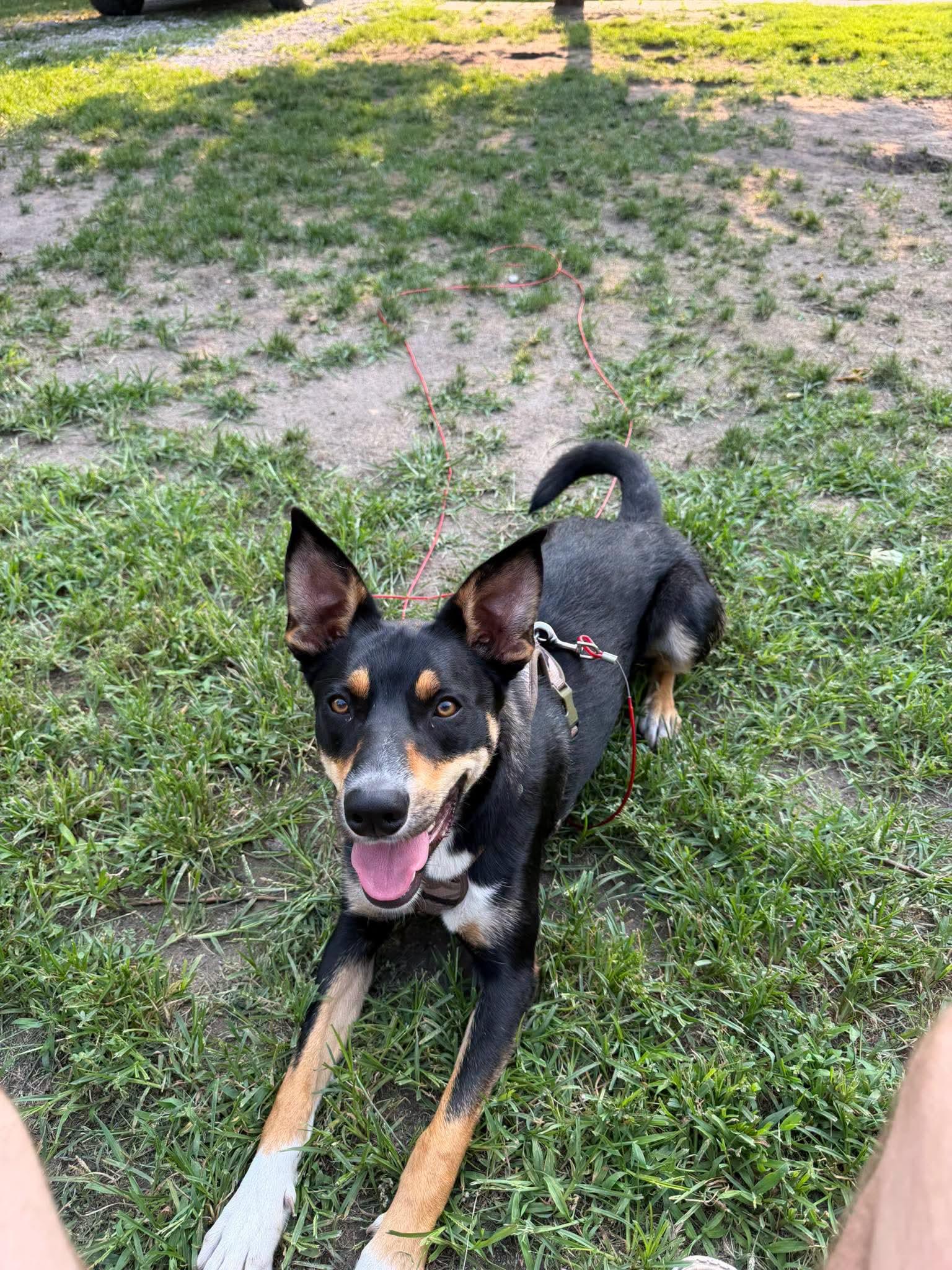 Moose 2.0, Adoptable, Young Male Australian Cattle Dog / Blue Heeler.