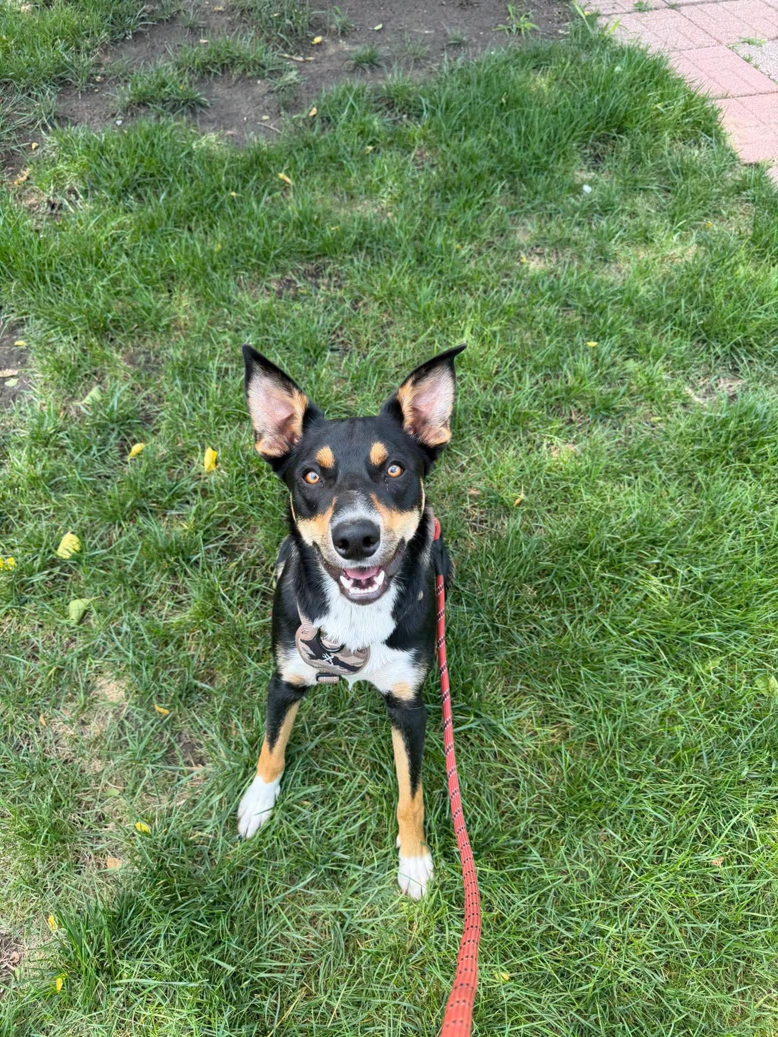 Enlarge Moose 2.0, a Adoptable mixed breed in Grand Island, NE image 2/2