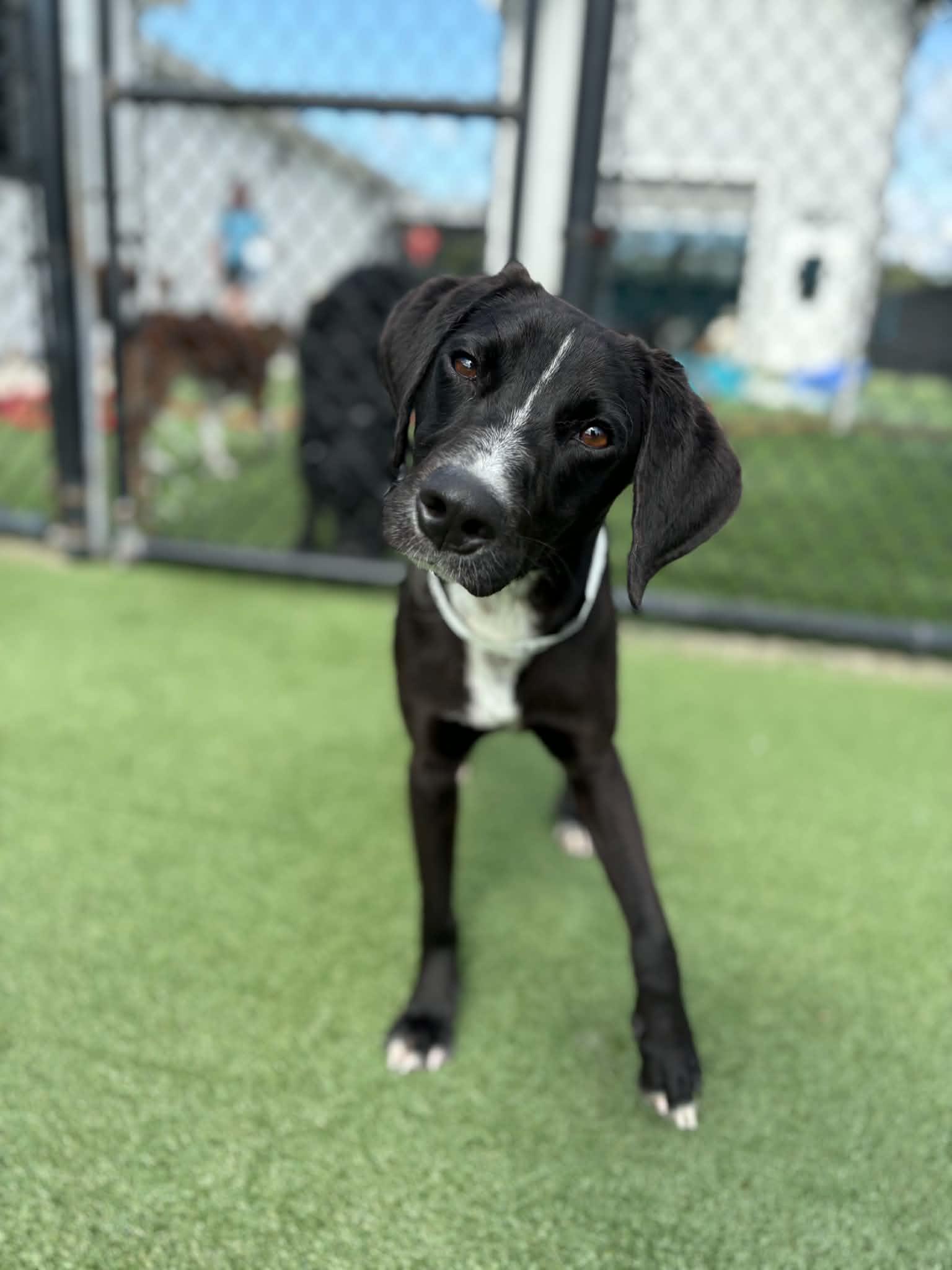 Enlarge Cola (AT PET PARADISE), a ADOPTABLE mixed breed in Myakka City, FL image 1/6