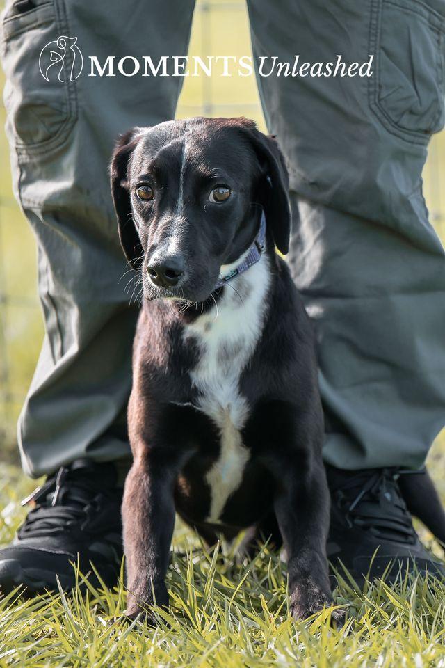 Enlarge Cola (AT PET PARADISE), a ADOPTABLE mixed breed in Myakka City, FL image 4/4