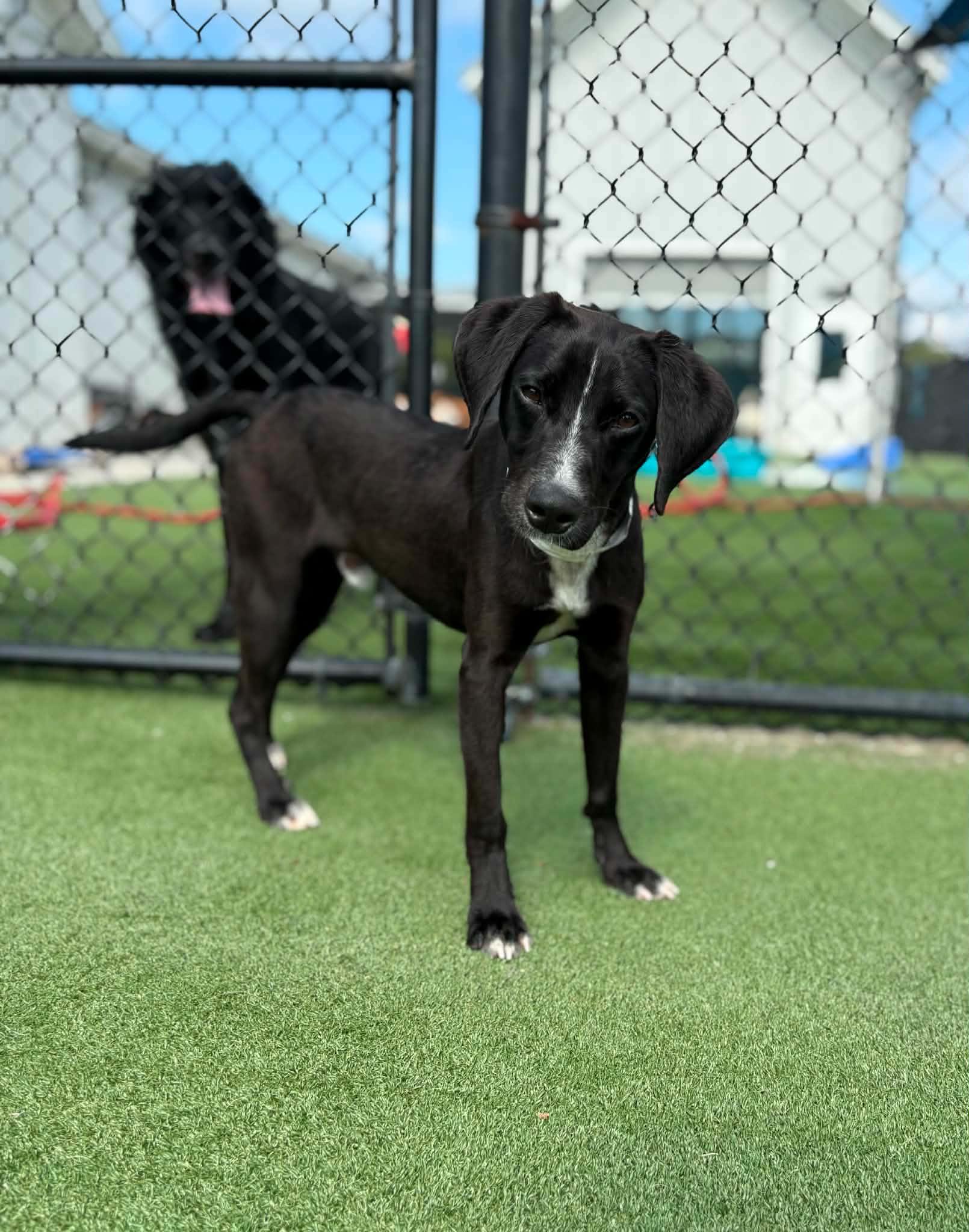 Enlarge Cola (AT PET PARADISE), a ADOPTABLE mixed breed in Myakka City, FL image 5/6
