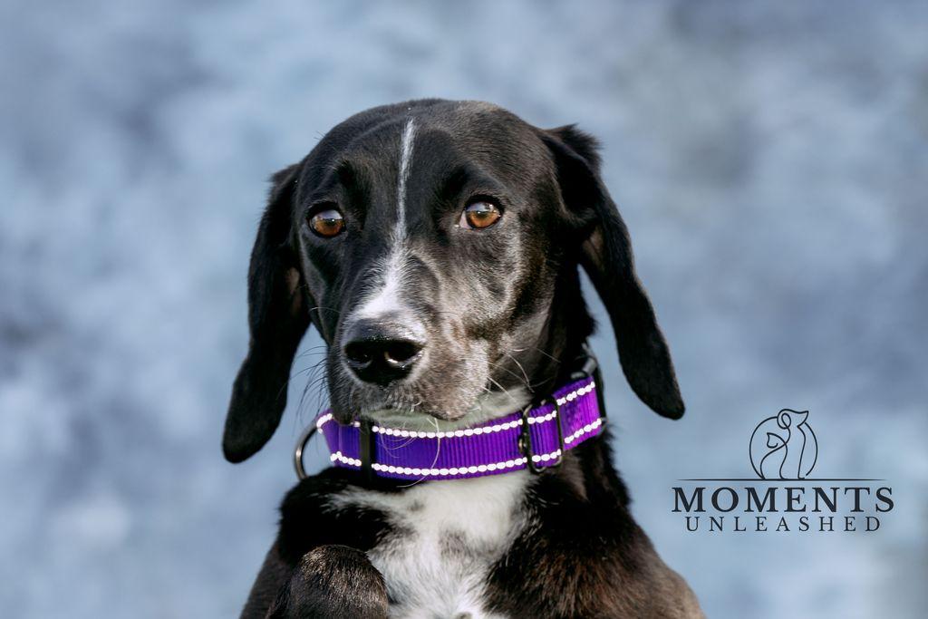 Enlarge Cola (AT PET PARADISE), a ADOPTABLE mixed breed in Myakka City, FL image 3/4