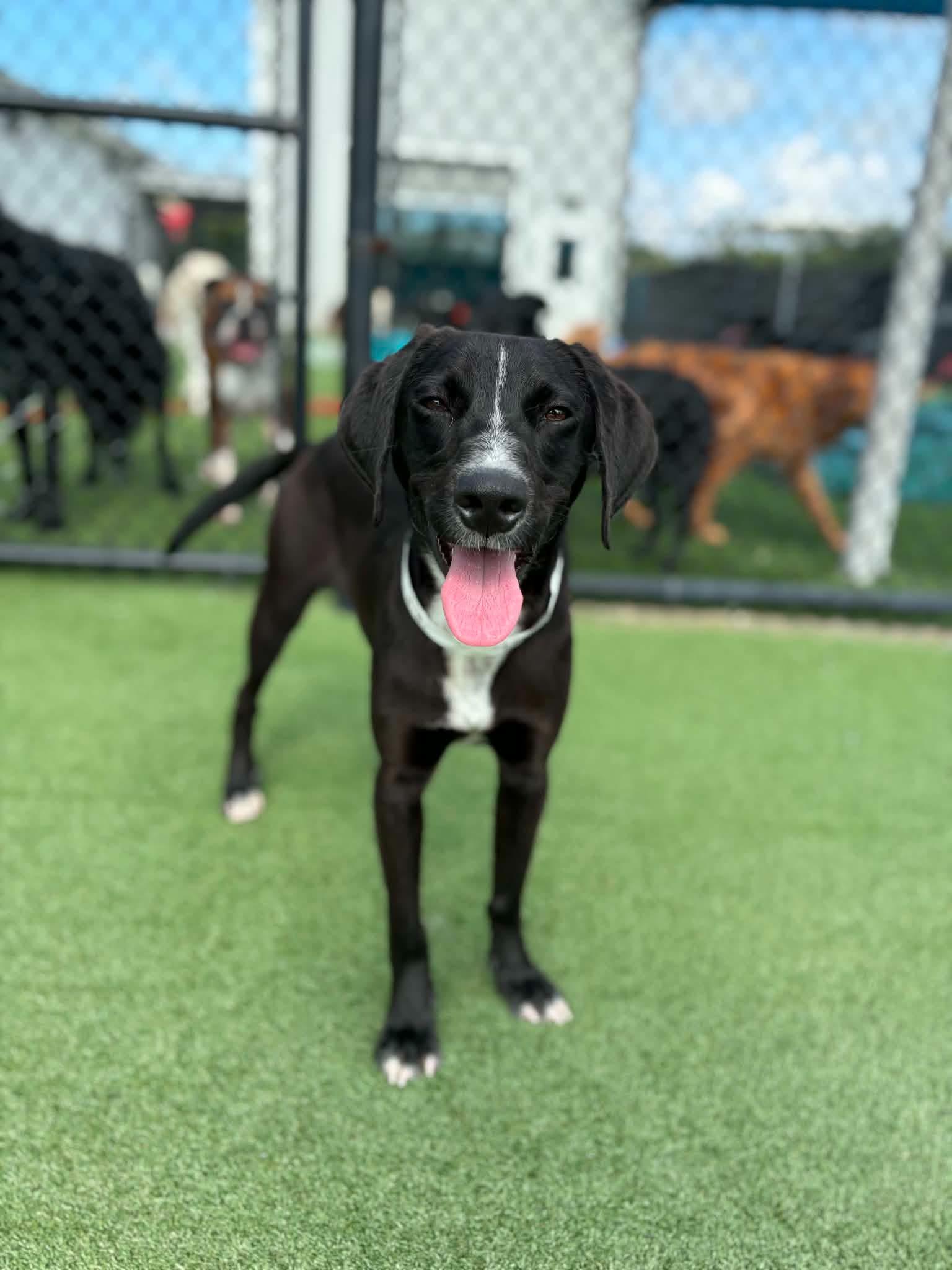 Enlarge Cola (AT PET PARADISE), a ADOPTABLE mixed breed in Myakka City, FL image 6/6