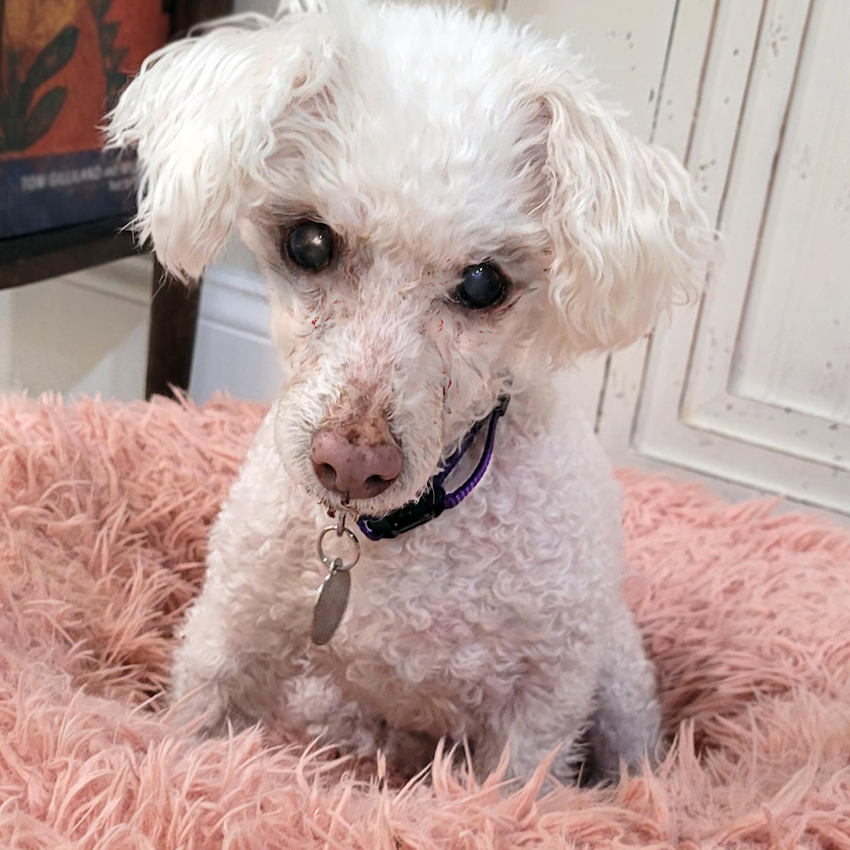 Charli #490, a Adoptable Maltese in Placentia, CA image 1/5