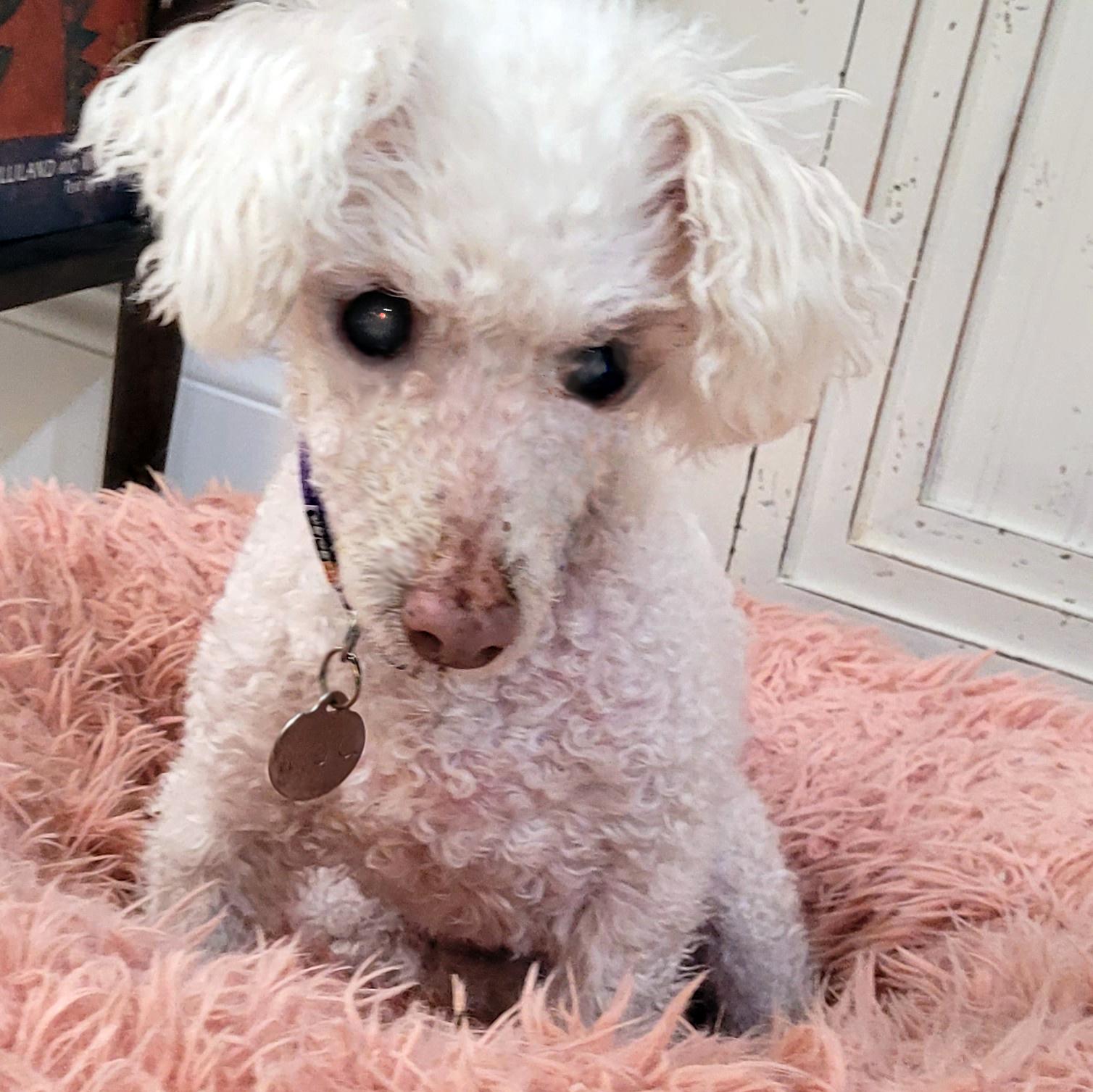 Charli #490, a Adoptable Maltese in Placentia, CA image 3/5