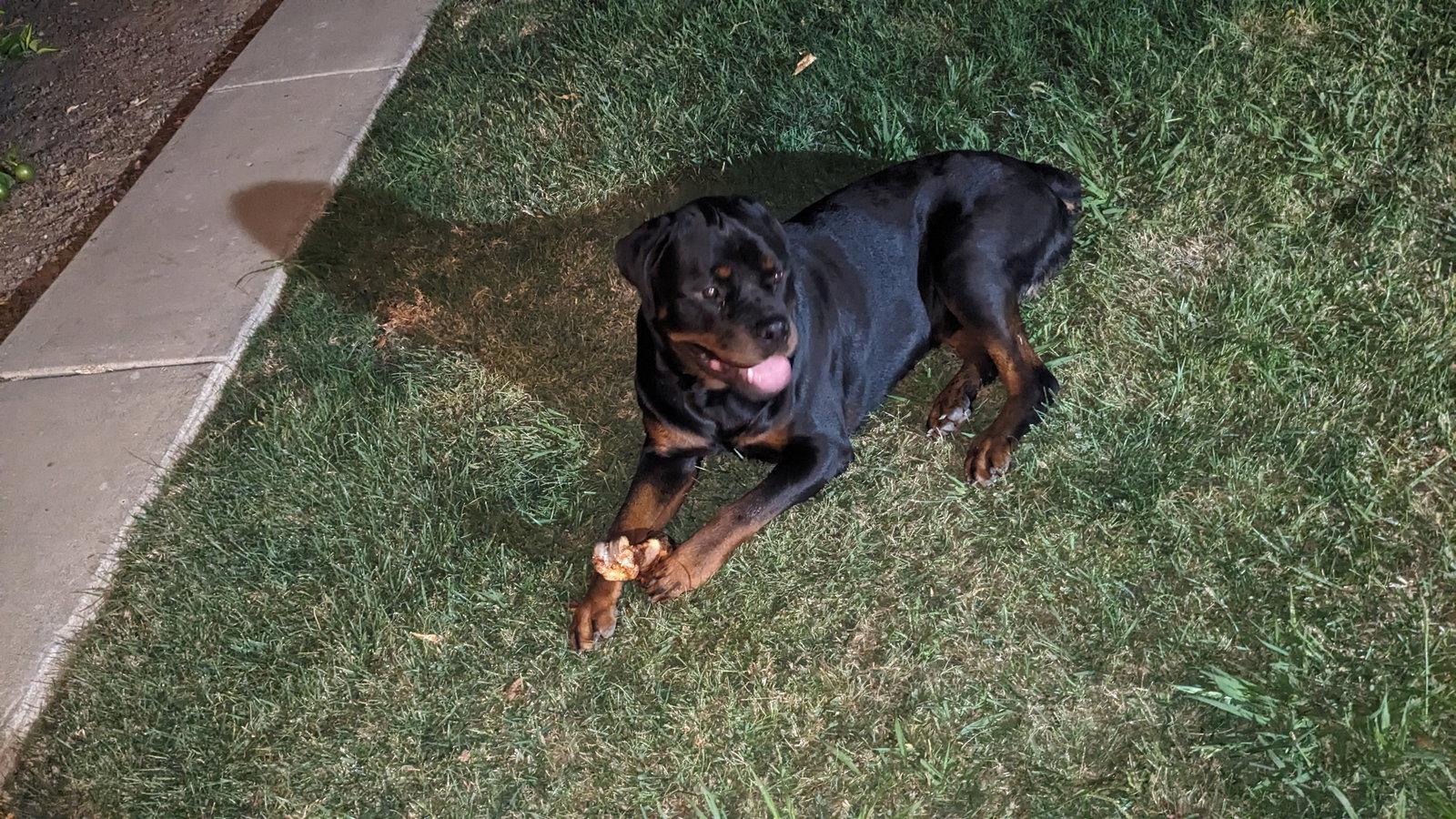 Hoss, Adoptable, Adult Male Rottweiler.