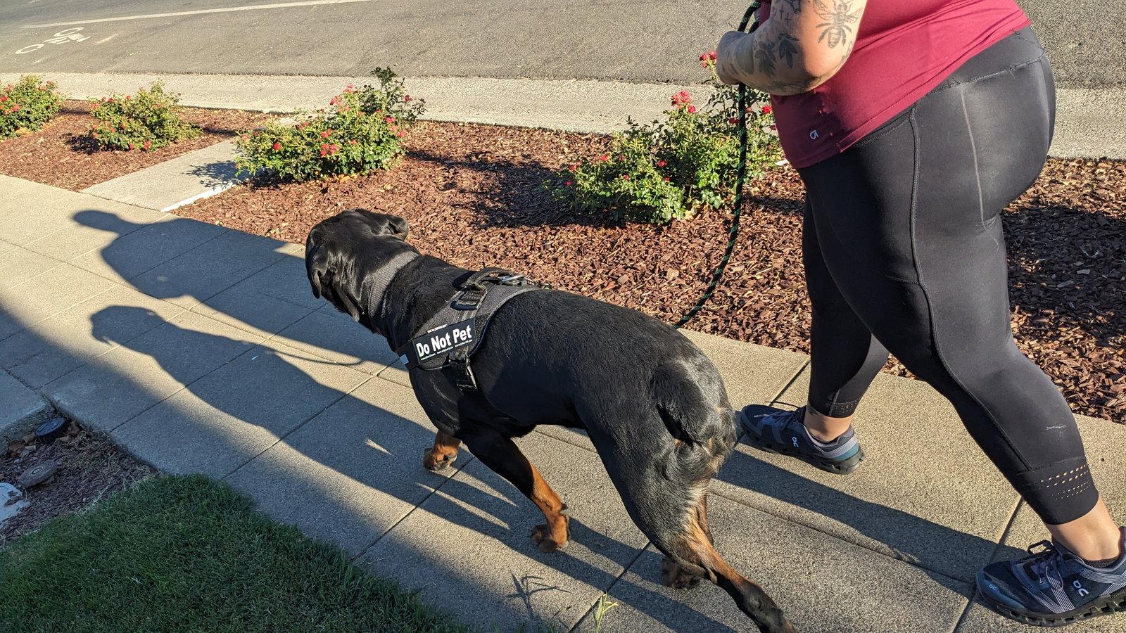 Hoss, a Adoptable Rottweiler in Woodland, CA image 2/3