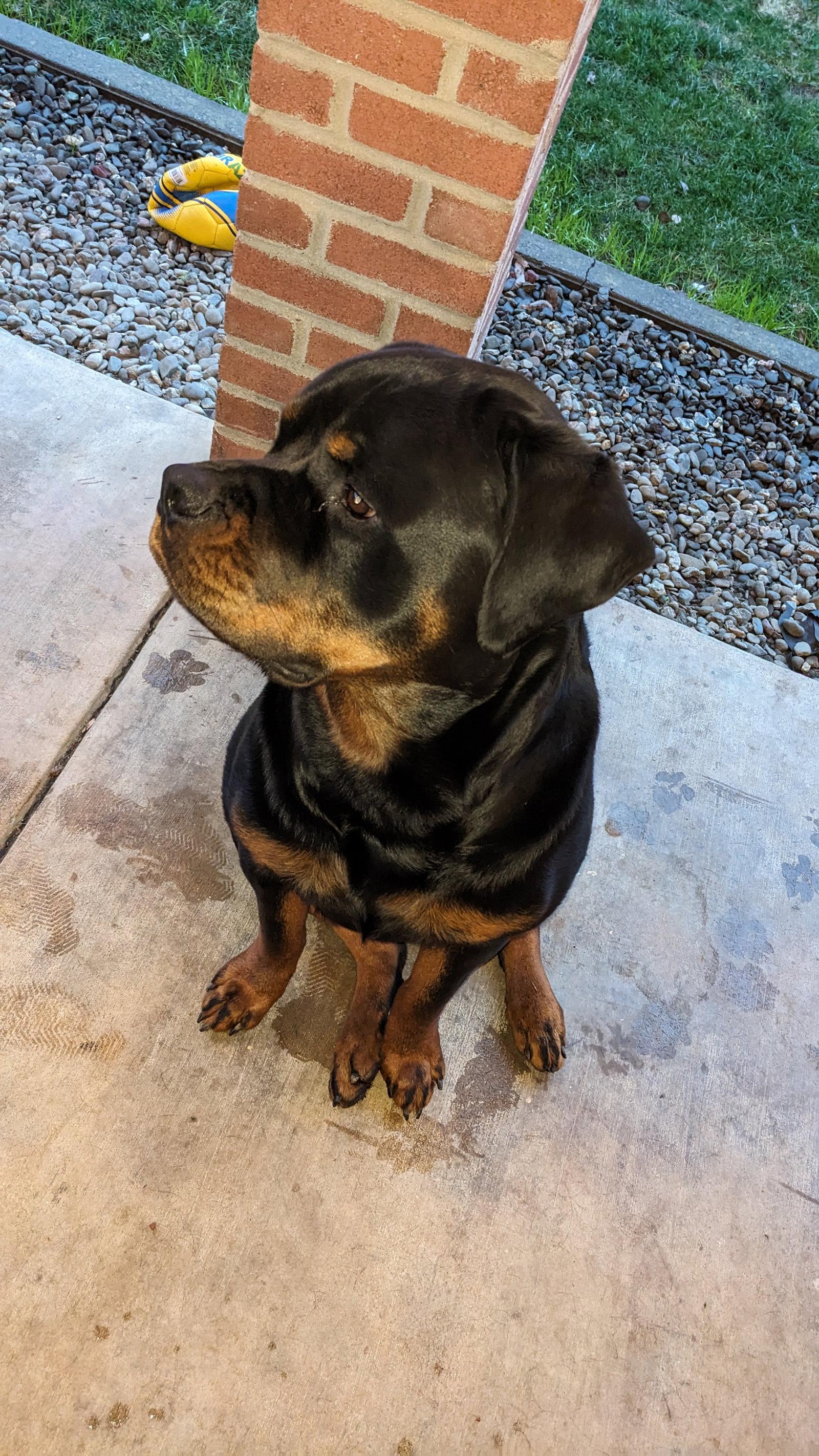 Hoss, a Adoptable Rottweiler in Woodland, CA image 3/3