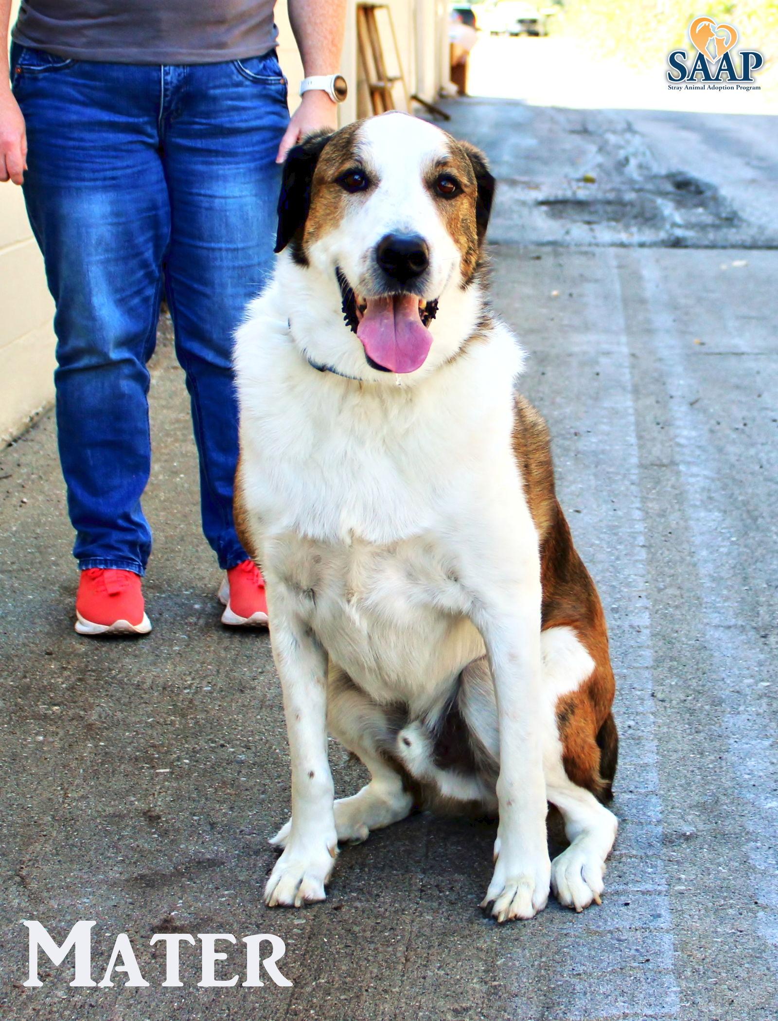 Mater, a Adoptable mixed breed in Newport, KY image 1/3