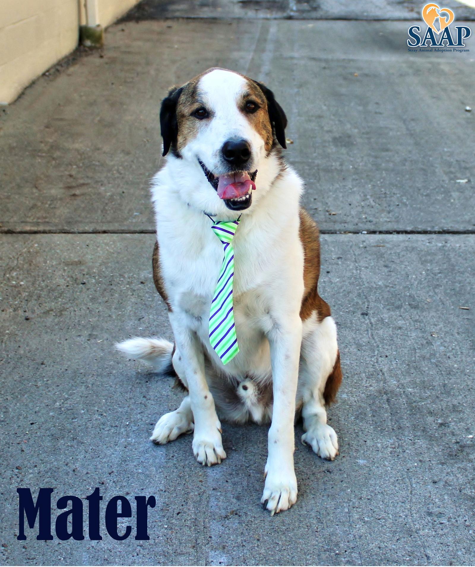 Mater, a Adoptable mixed breed in Newport, KY image 2/3