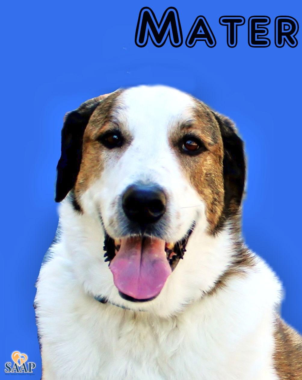 Mater, a Adoptable mixed breed in Newport, KY image 3/3