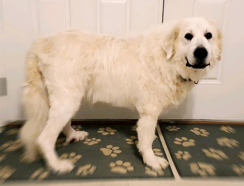 Enlarge Maggie, a Adoptable Great Pyrenees in Gainesville, GA image 1/2