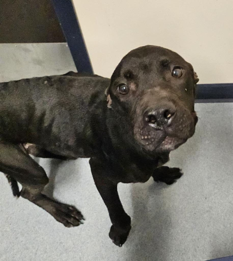 Charlie, Adoptable, Adult Male Bull Terrier.